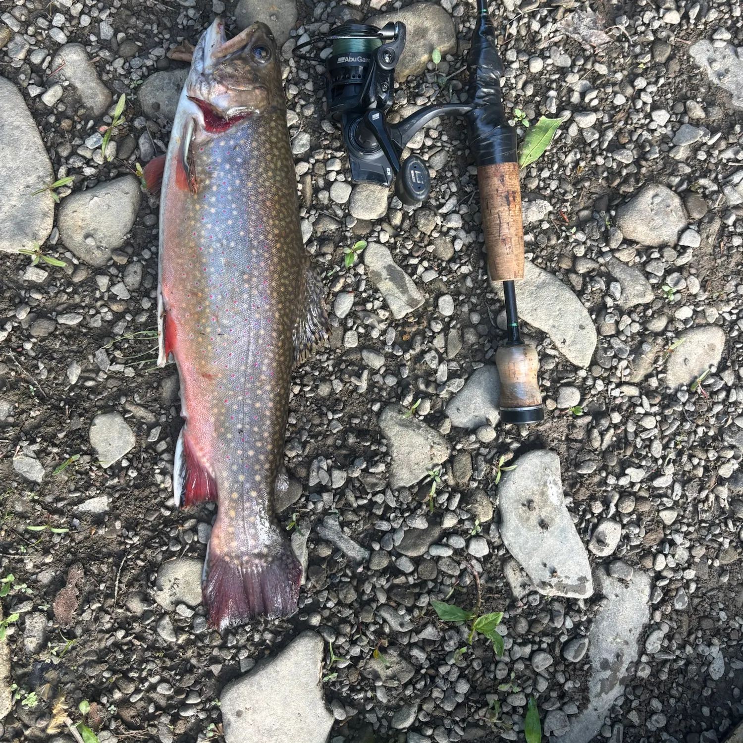 Brook trout caught on Fishbrain