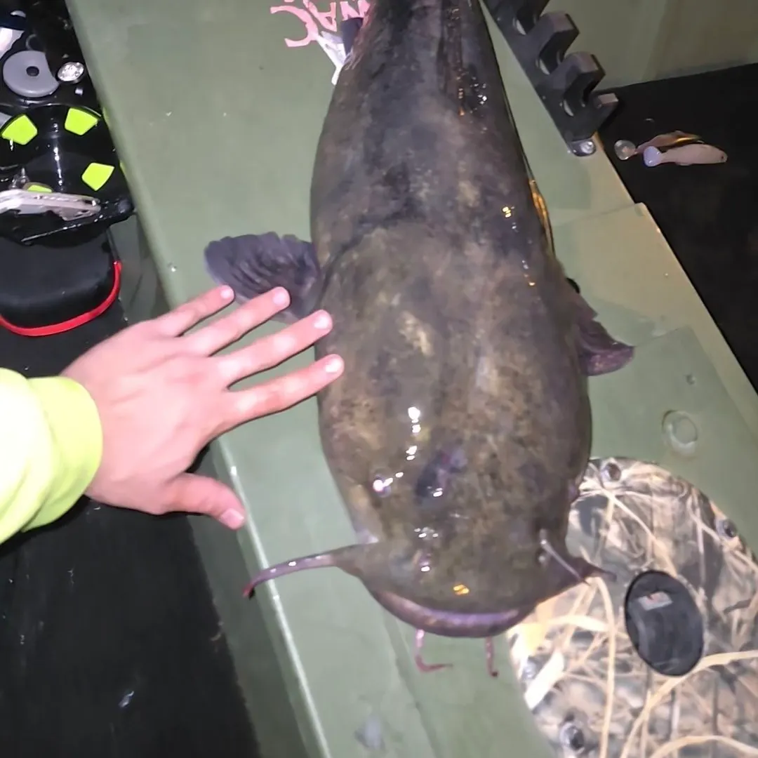 Flathead catfish caught on Fishbrain