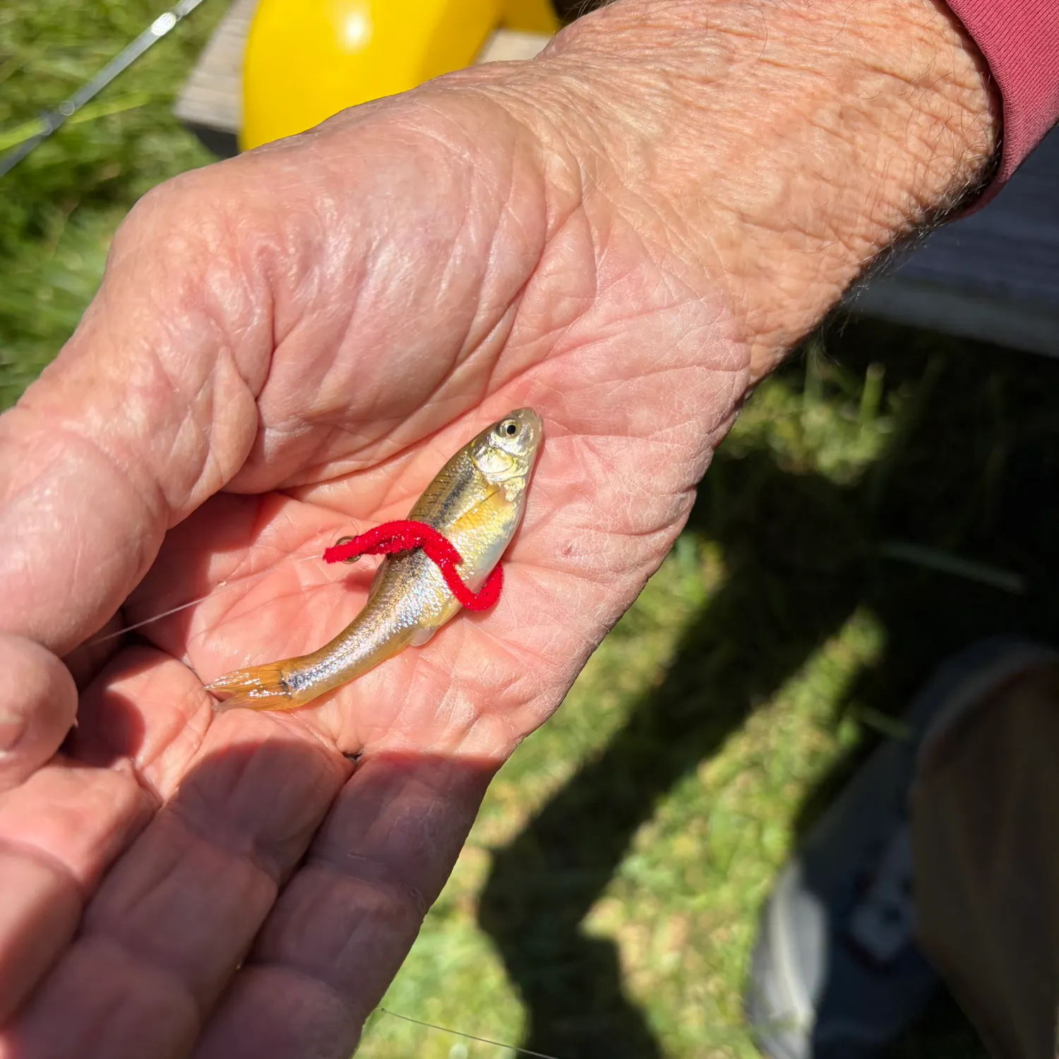 The most recent Fathead minnow catches on Fishbrain