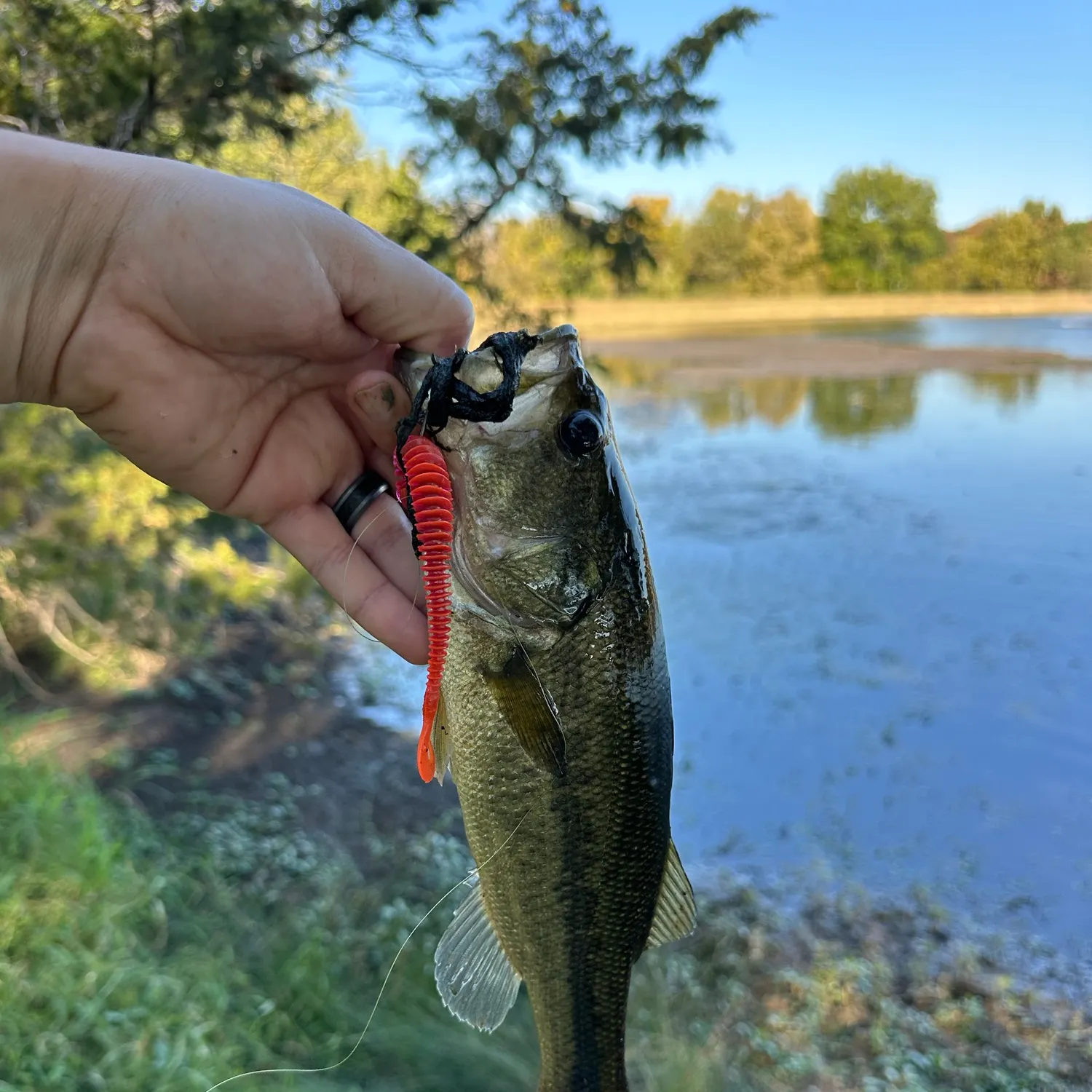 Largemouth bass caught on Fishbrain
