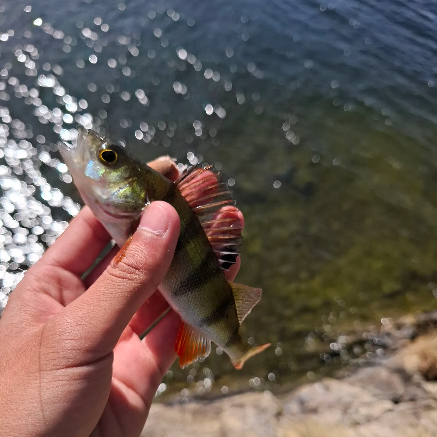 European perch caught on Fishbrain