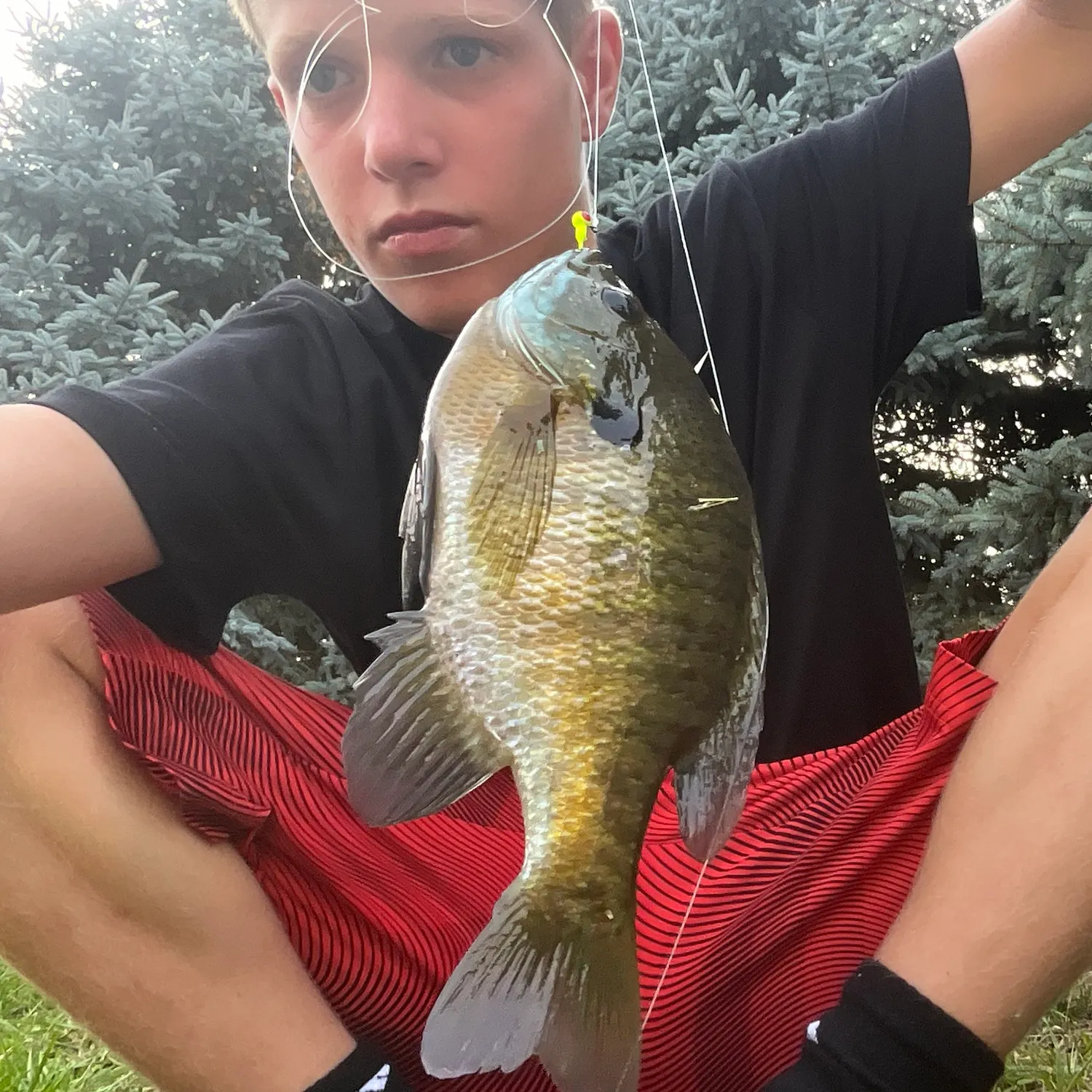 Bluegill caught on Fishbrain