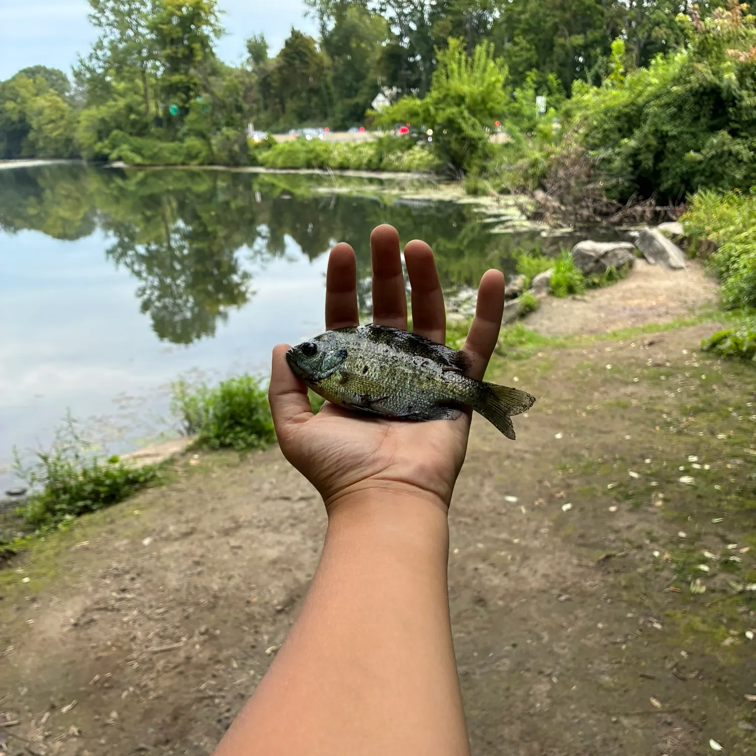 Bluegill caught on Fishbrain