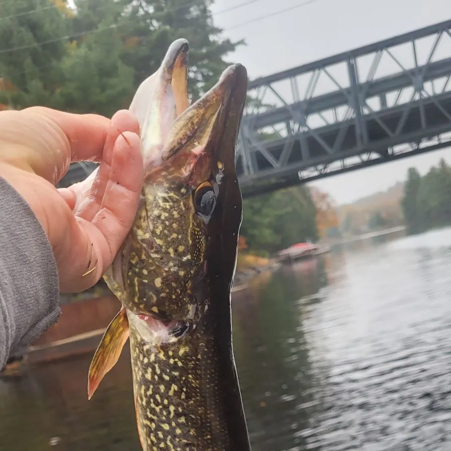 Northern pike caught on Fishbrain