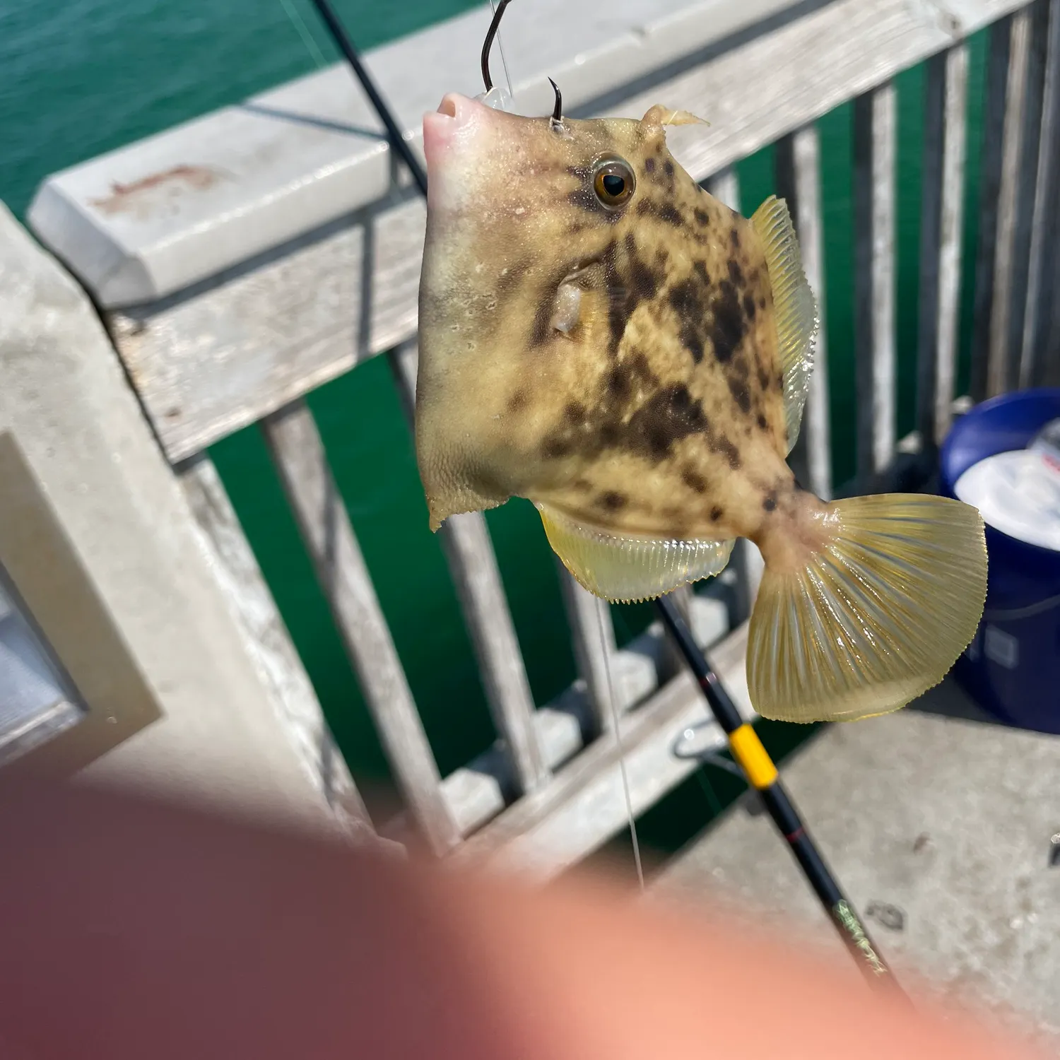 The most recent Planehead filefish catches on Fishbrain