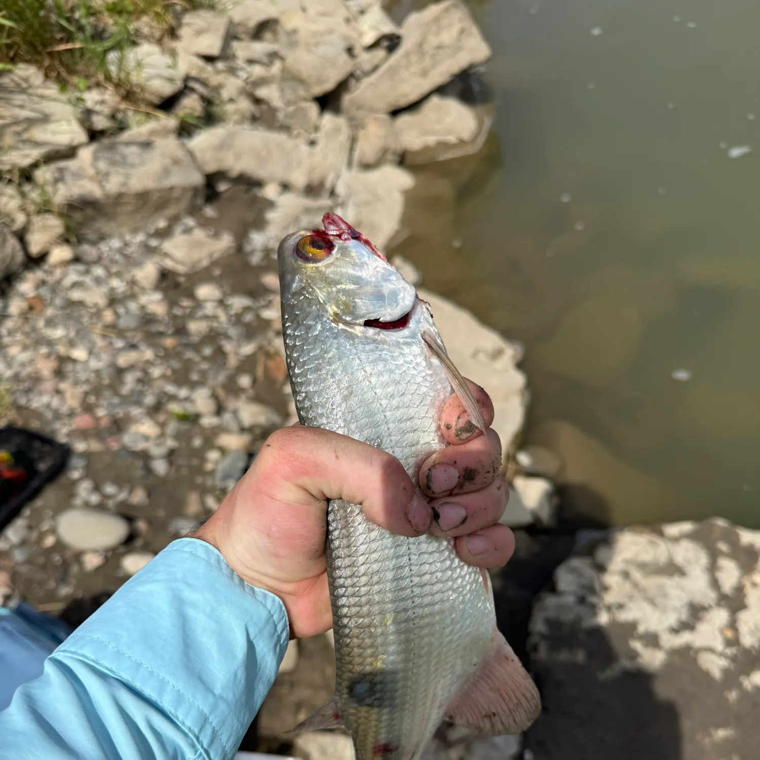 Goldeye caught on Fishbrain