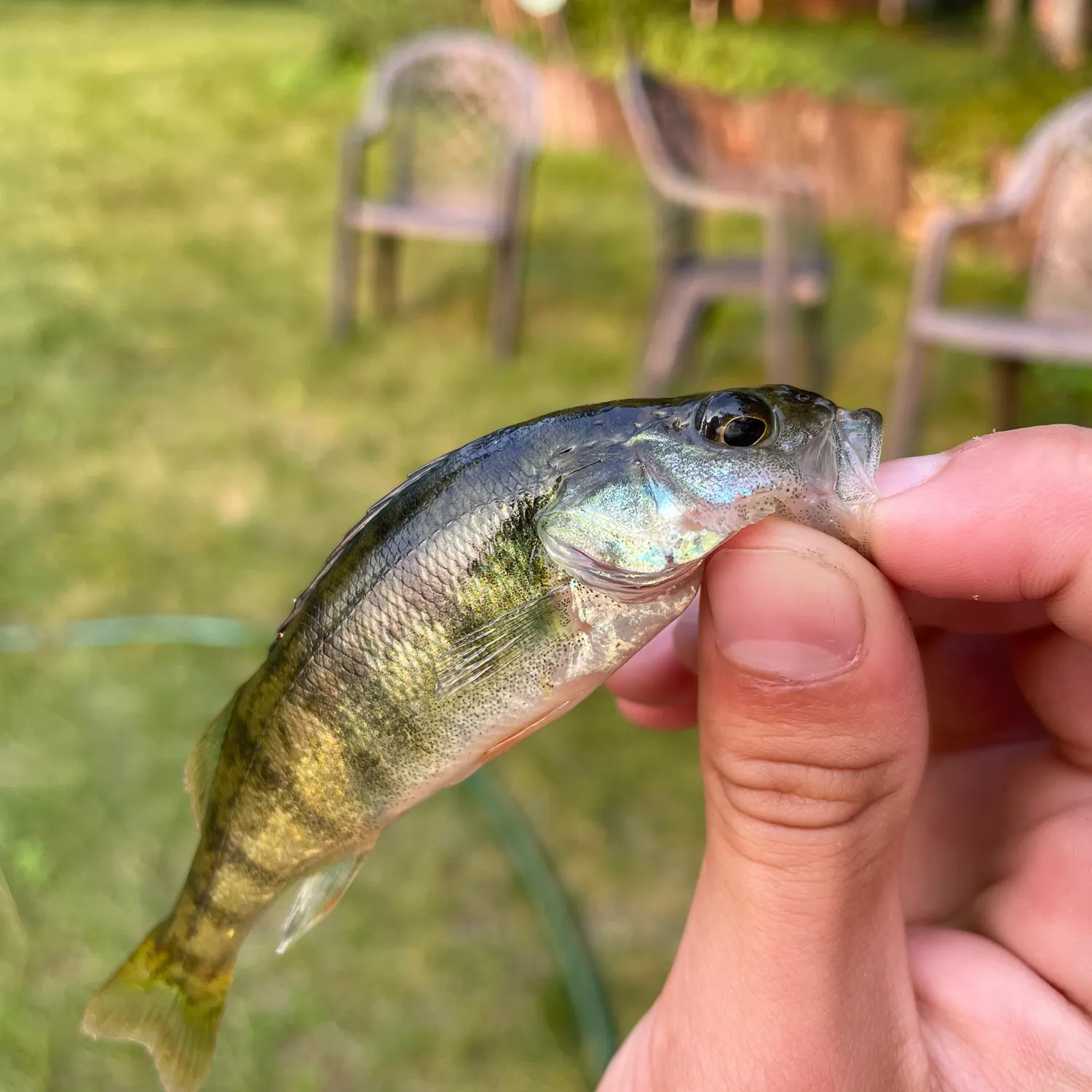 angler catch