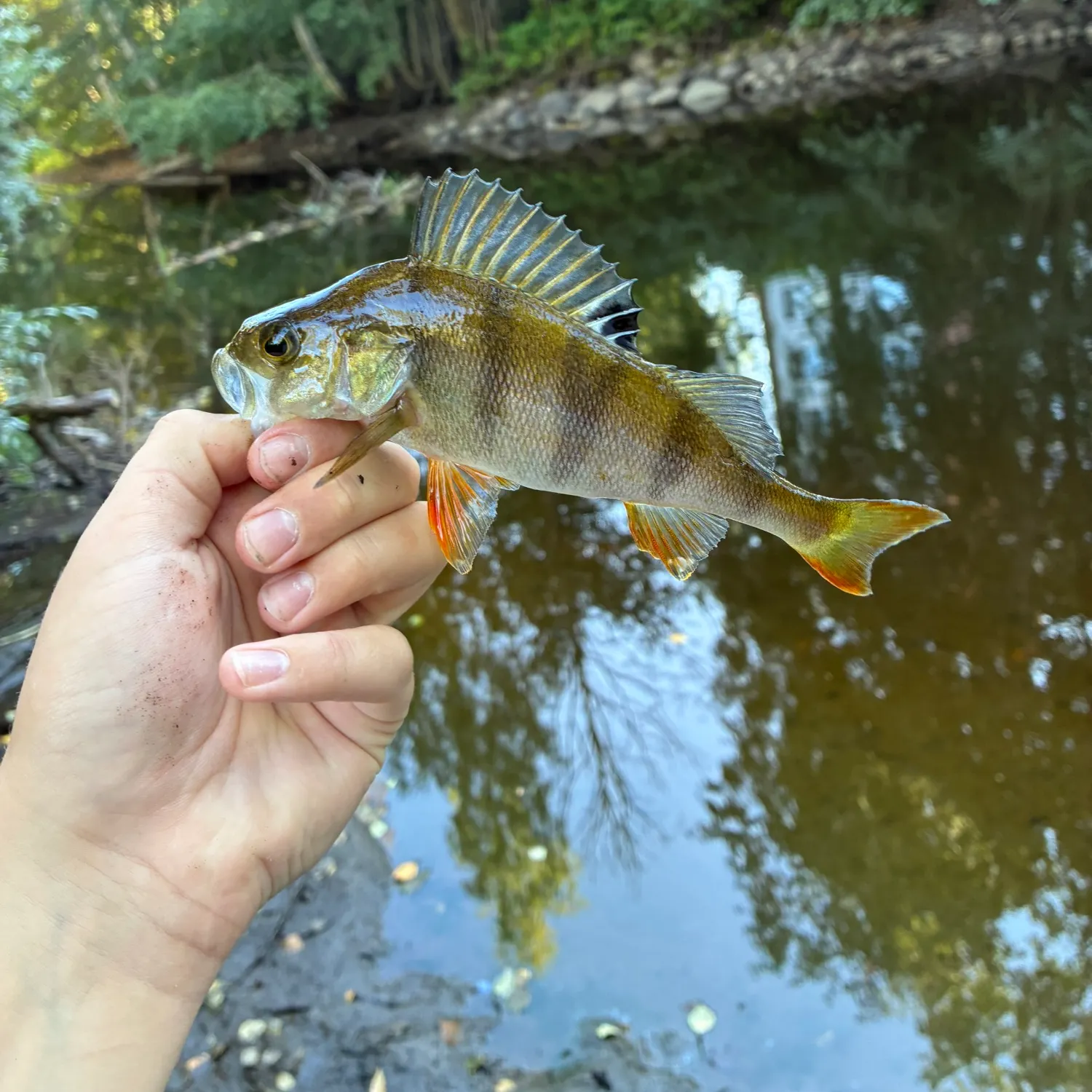 European perch caught on Fishbrain