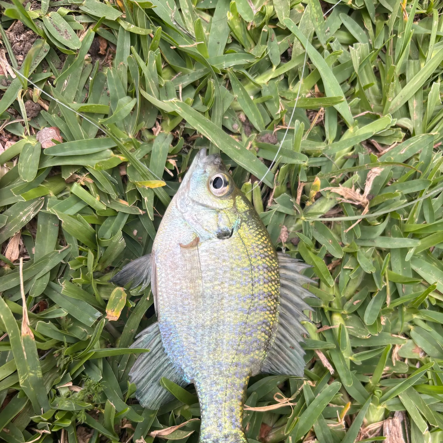 The most recent Redear x bluegill catches on Fishbrain