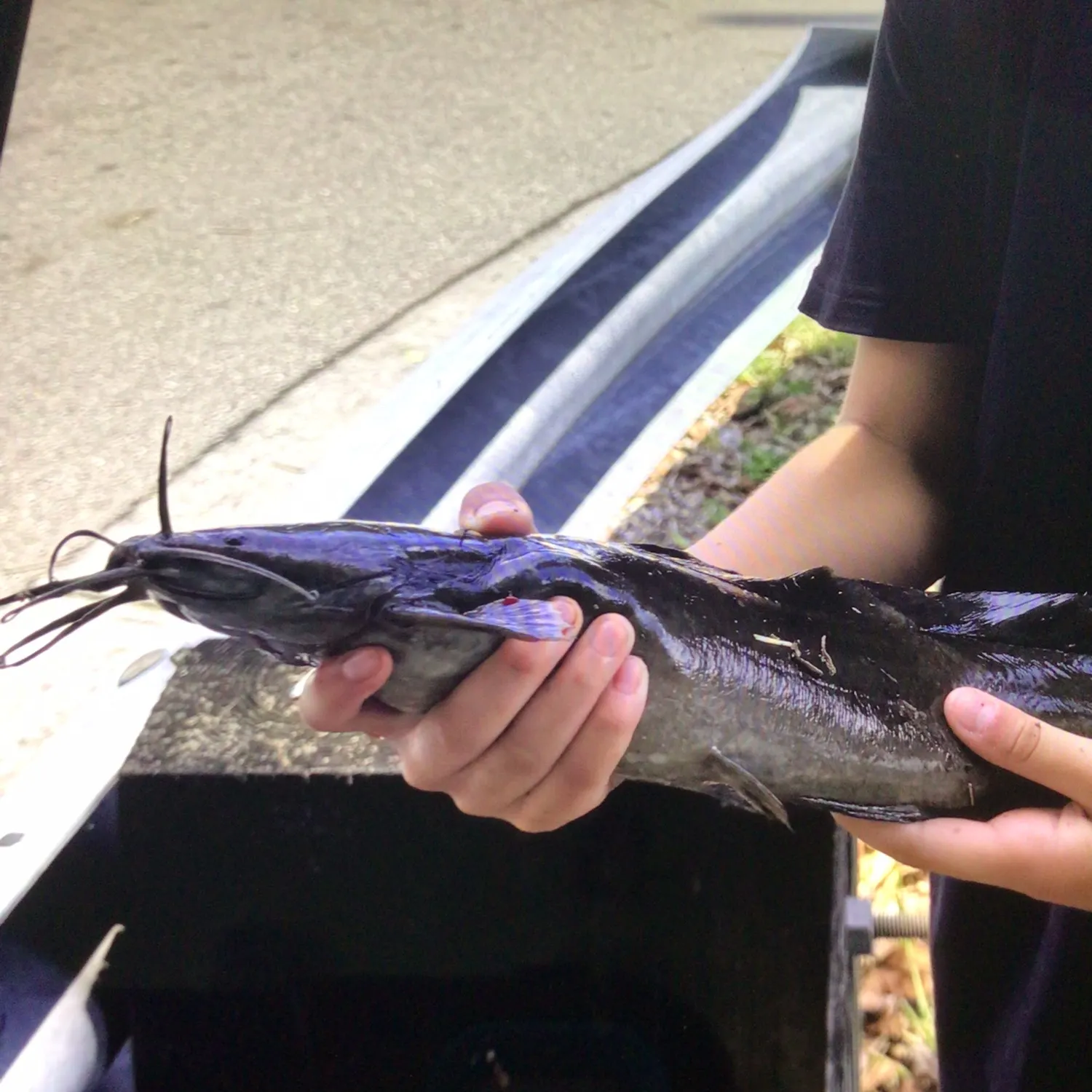The most recent Walking catfish catches on Fishbrain