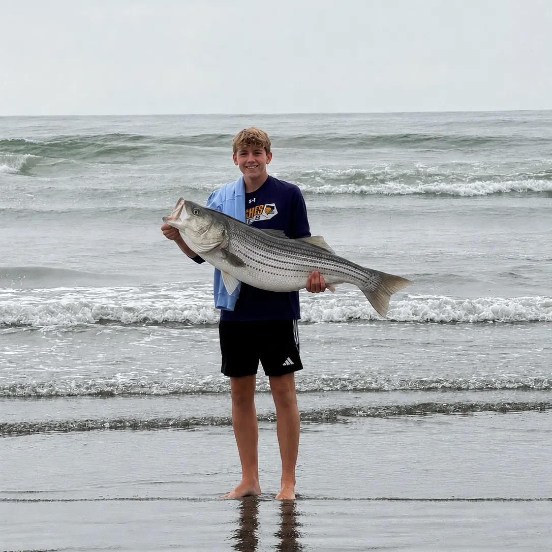 The most recent Striped bass catches on Fishbrain