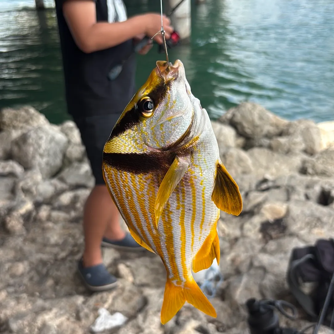 The most recent Atlantic porkfish catches on Fishbrain