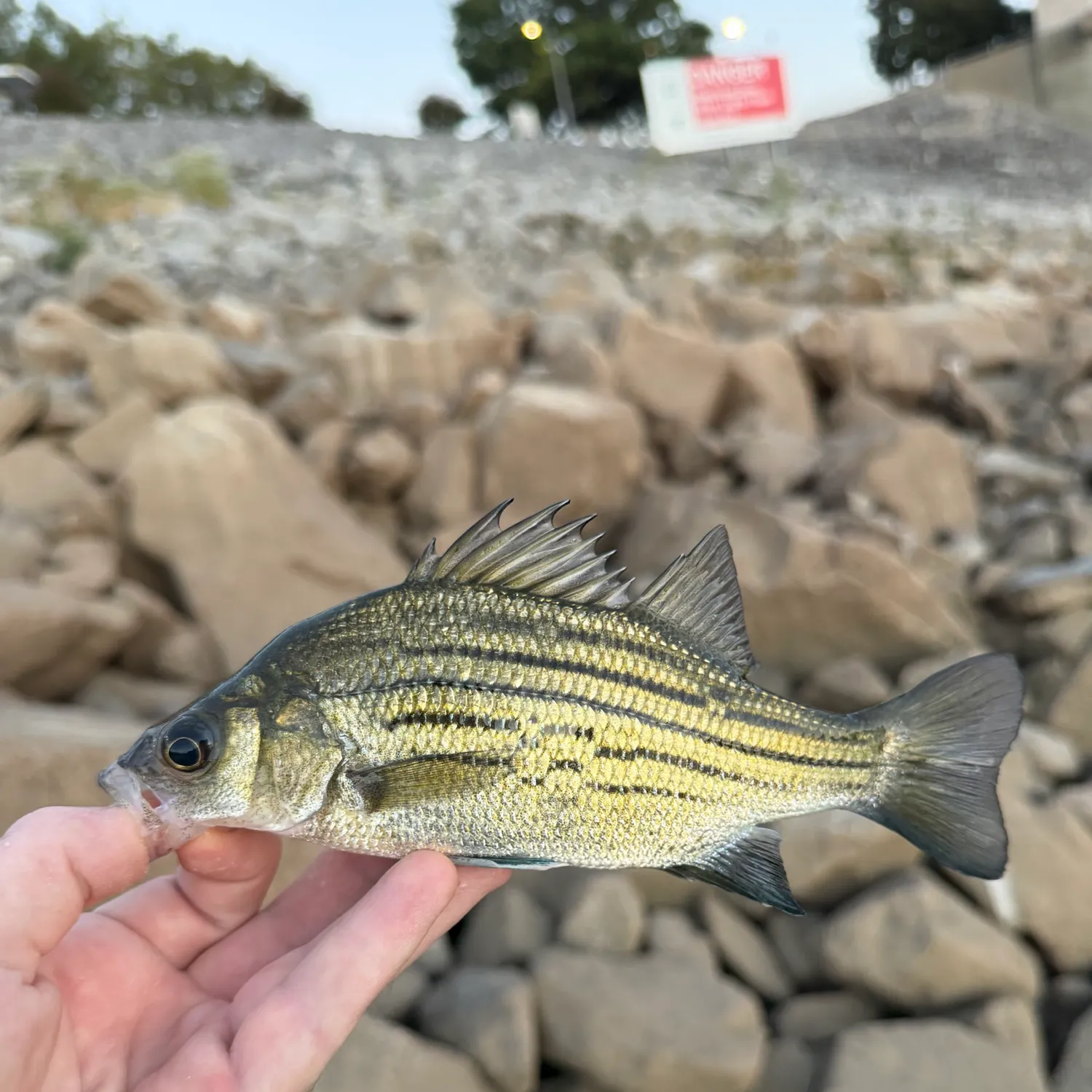 Yellow bass caught on Fishbrain