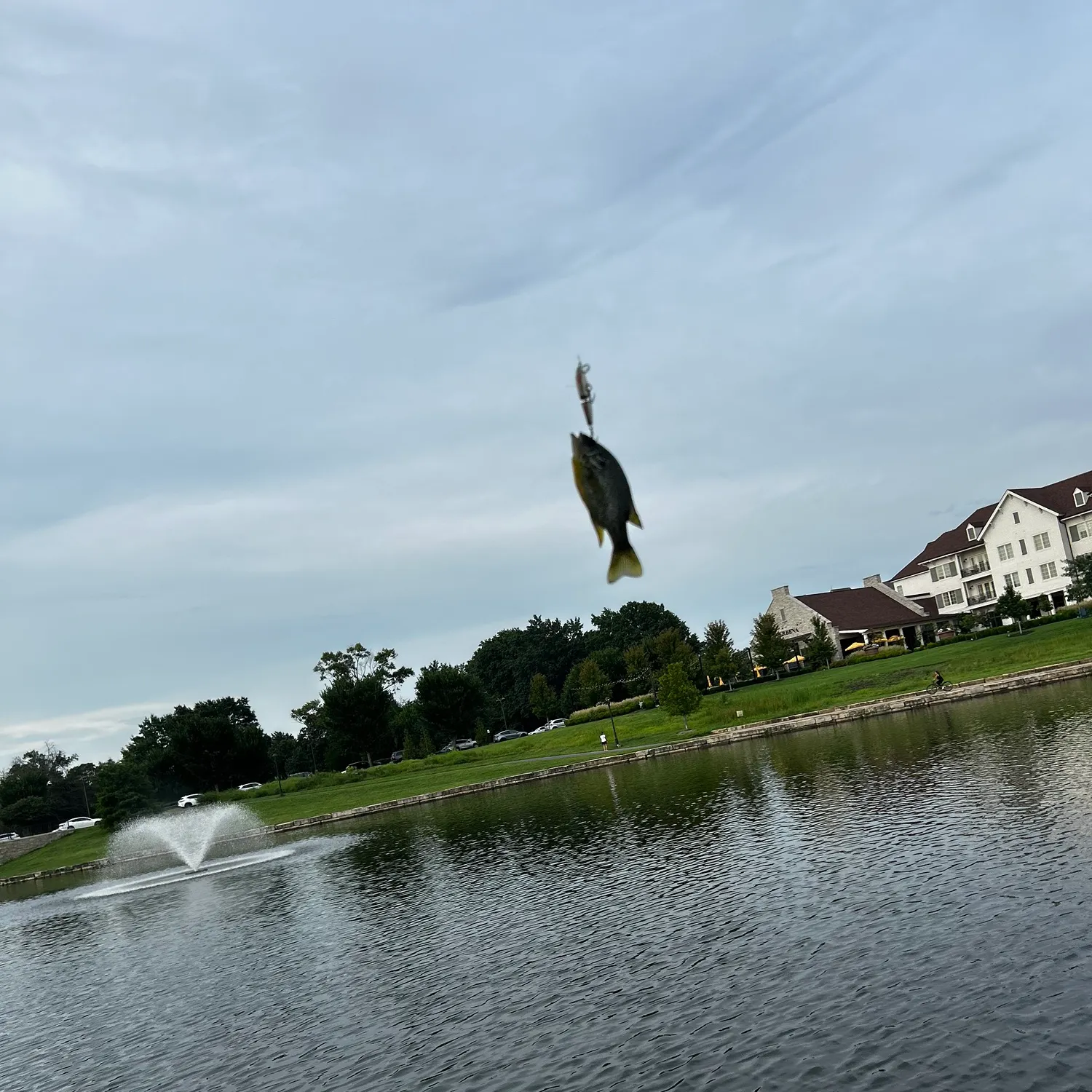 Bluegill caught on Fishbrain