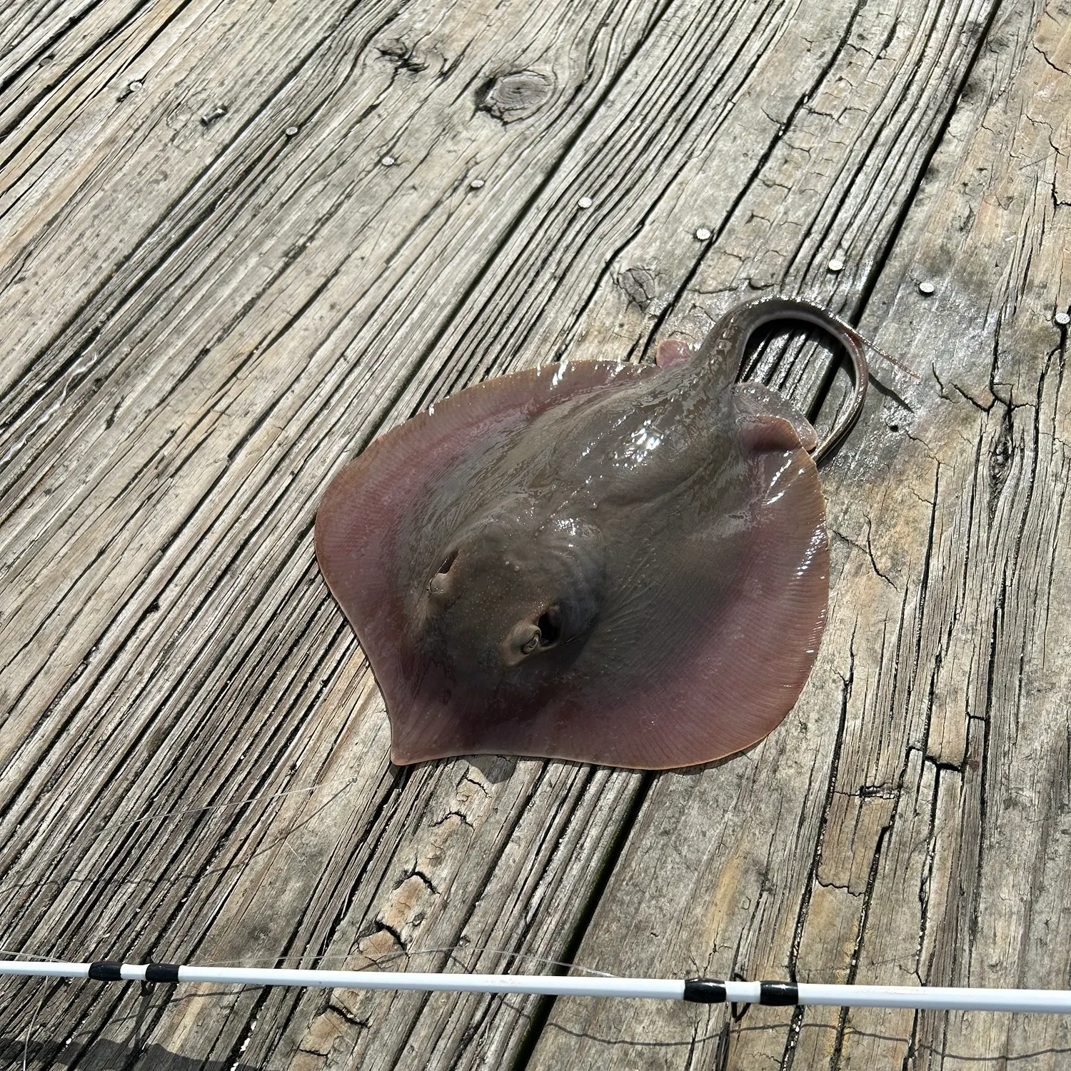 Atlantic stingray caught on Fishbrain