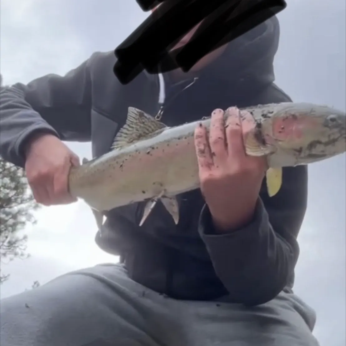 Fish caught on Fishbrain