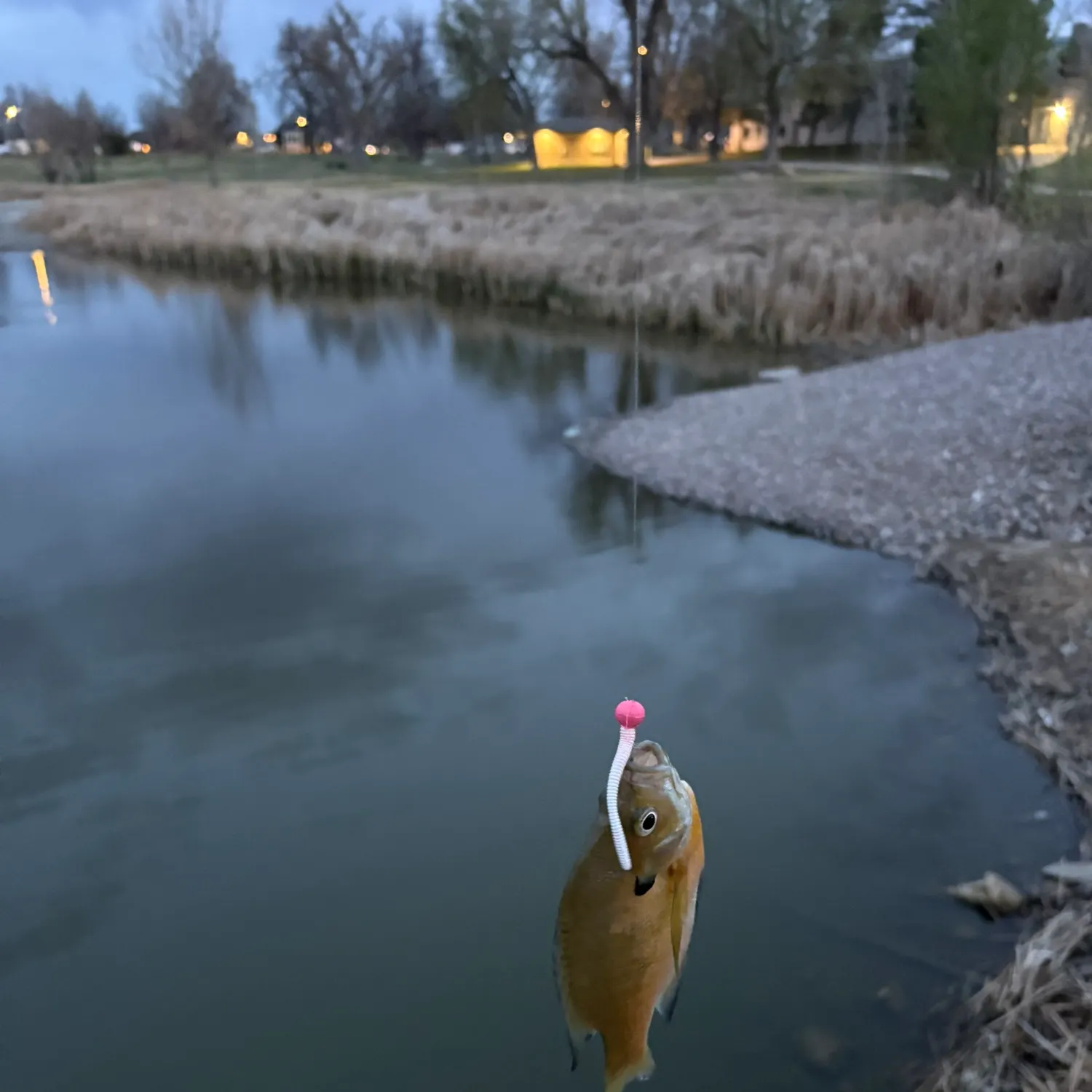 The most recent Bluegill catches on Fishbrain