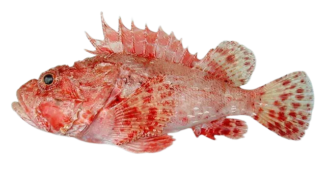 Small red scorpionfish
