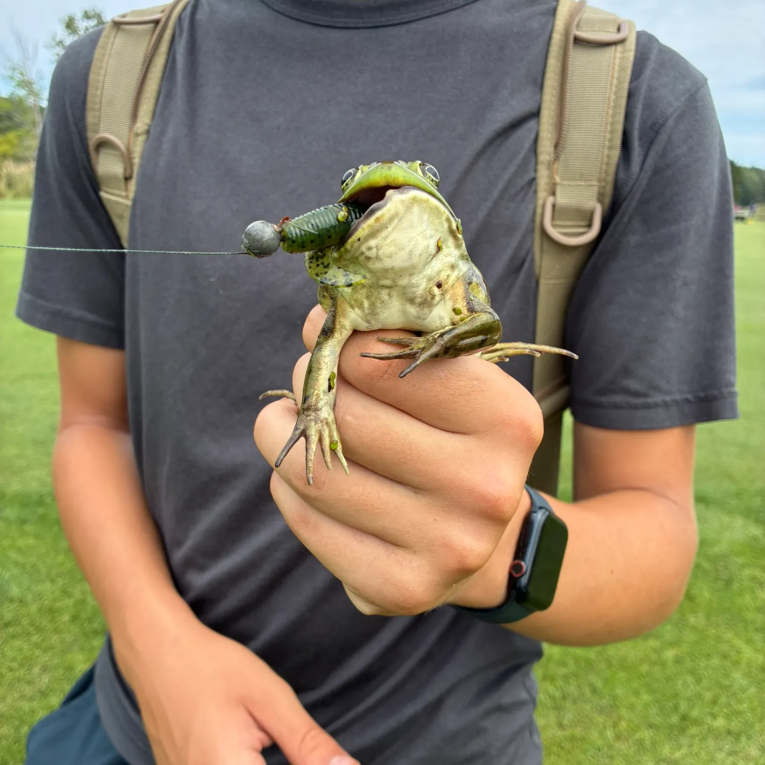 The most recent American bullfrog catches on Fishbrain