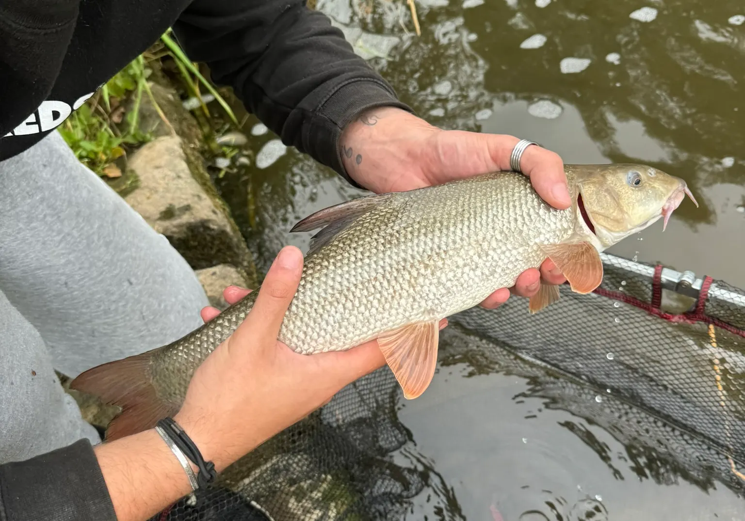 Common barbel