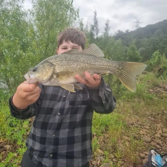 Australian bass caught on Fishbrain