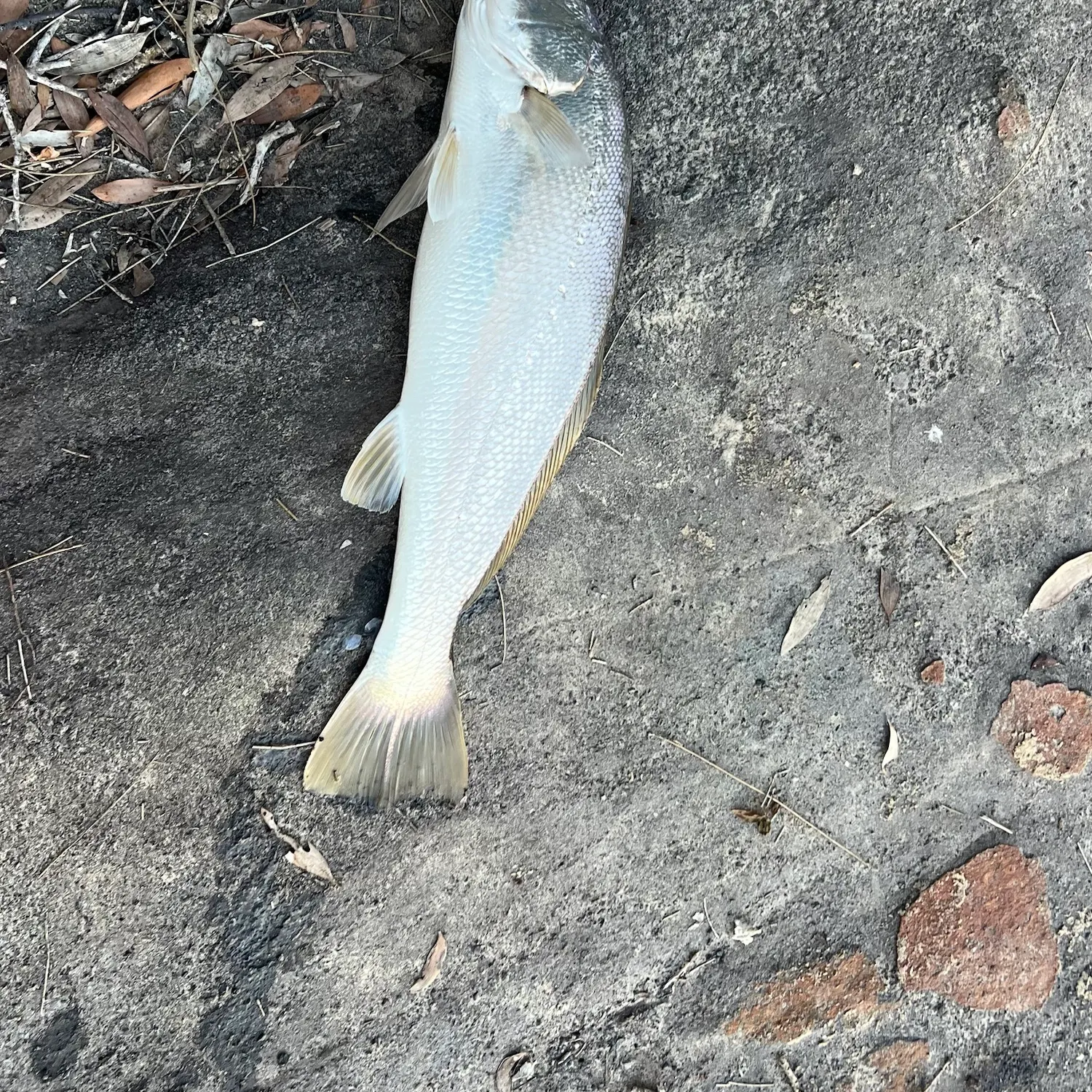Japanese meagre caught on Fishbrain