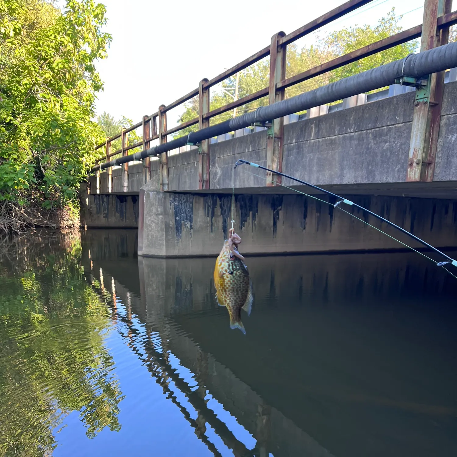 Greengill hybrid caught on Fishbrain