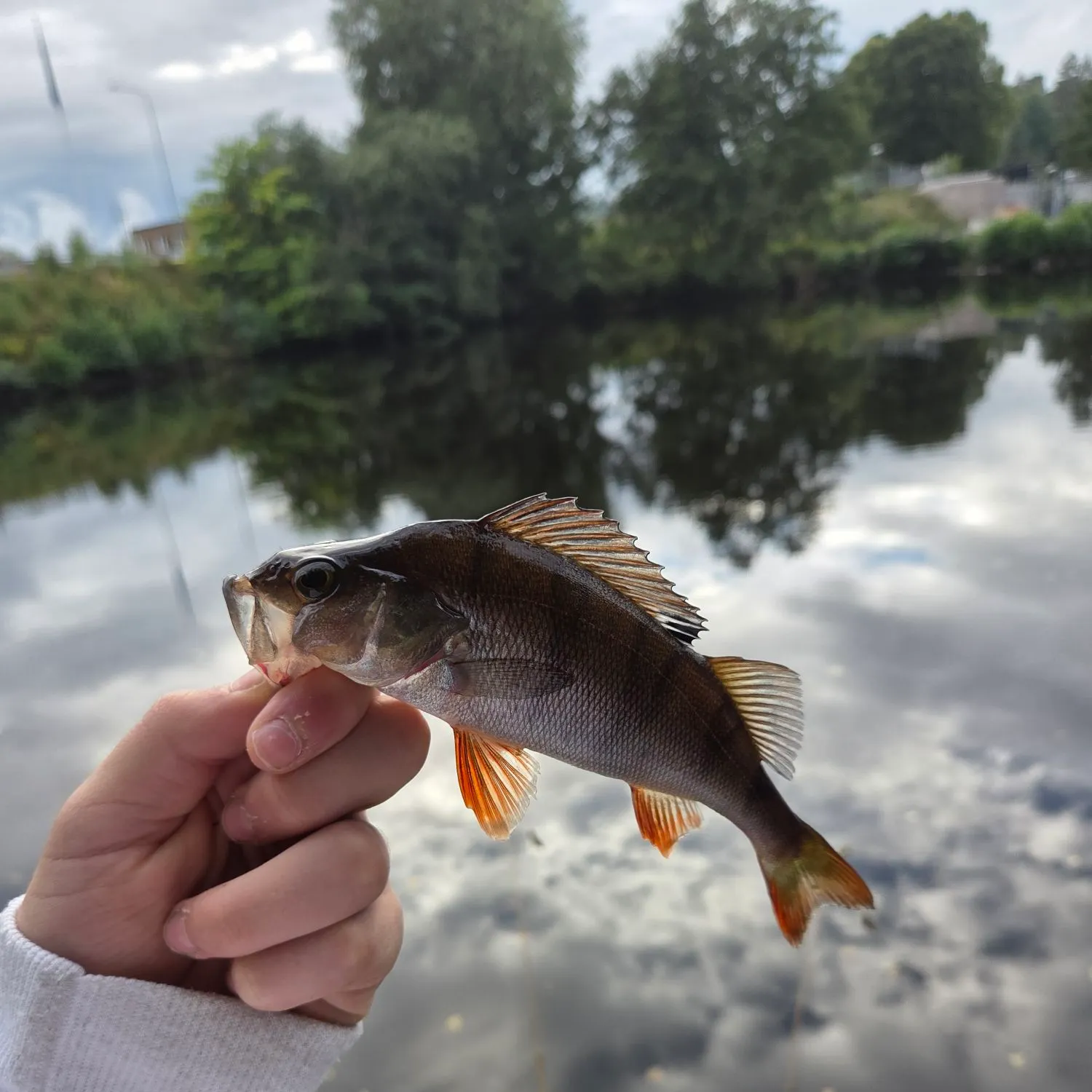 European perch caught on Fishbrain