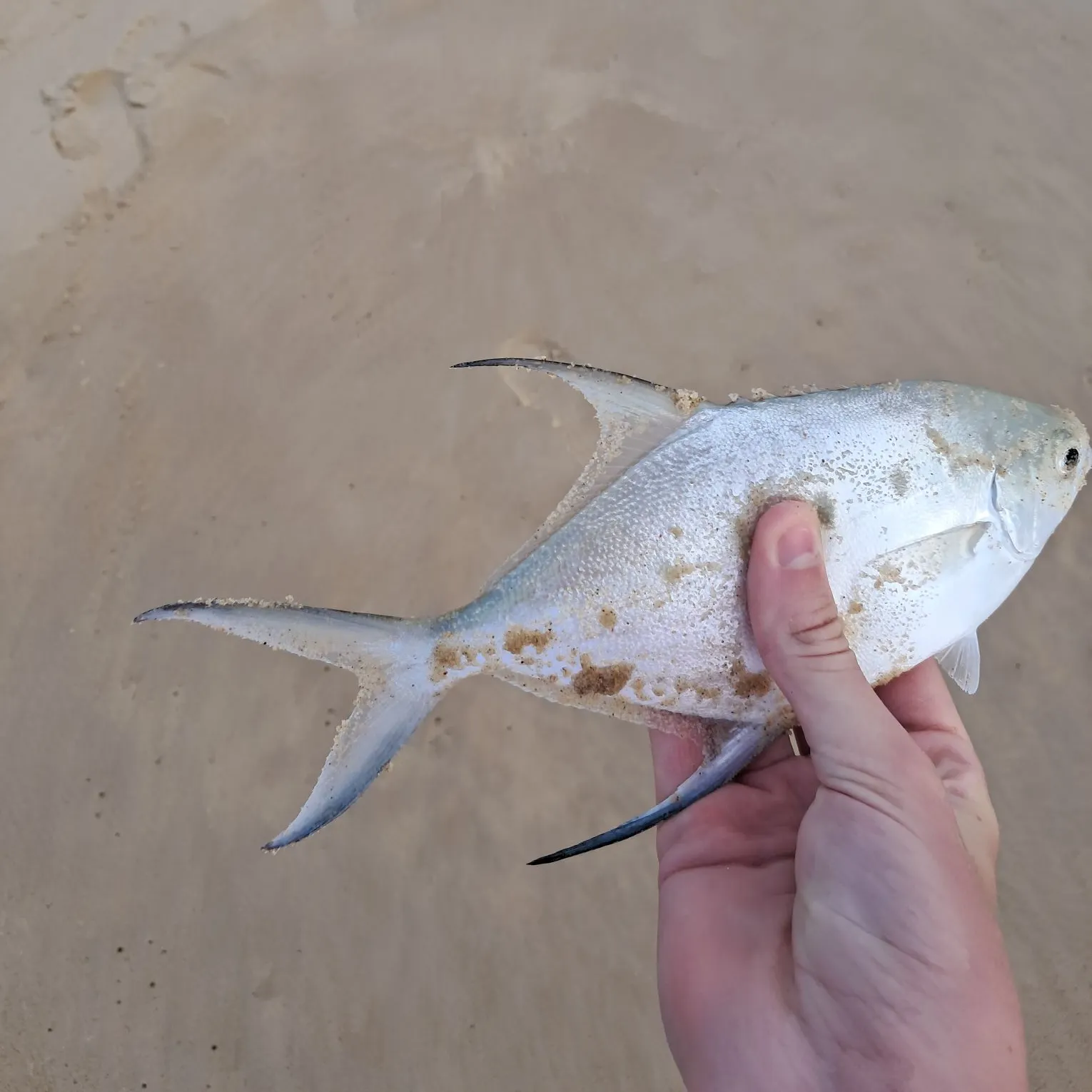 The most recent Smallspotted dart catches on Fishbrain
