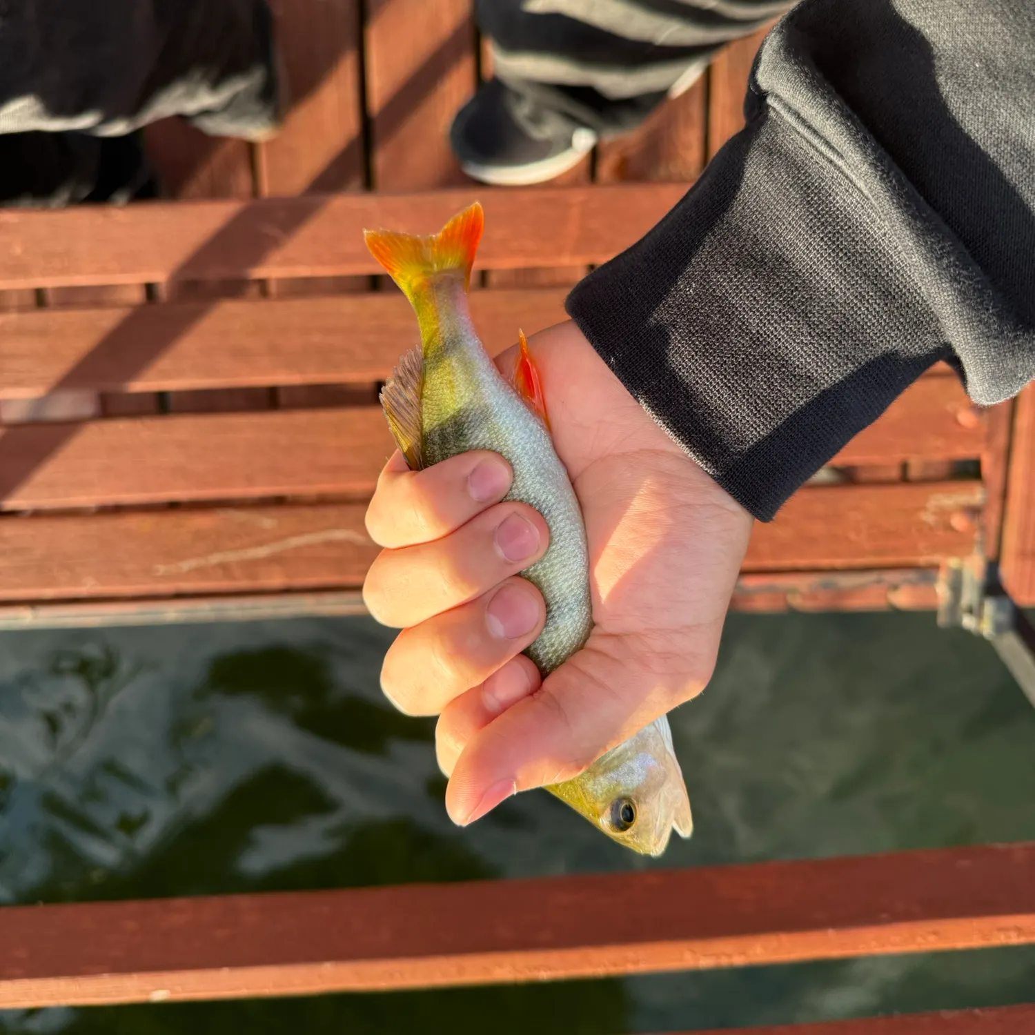 European perch caught on Fishbrain