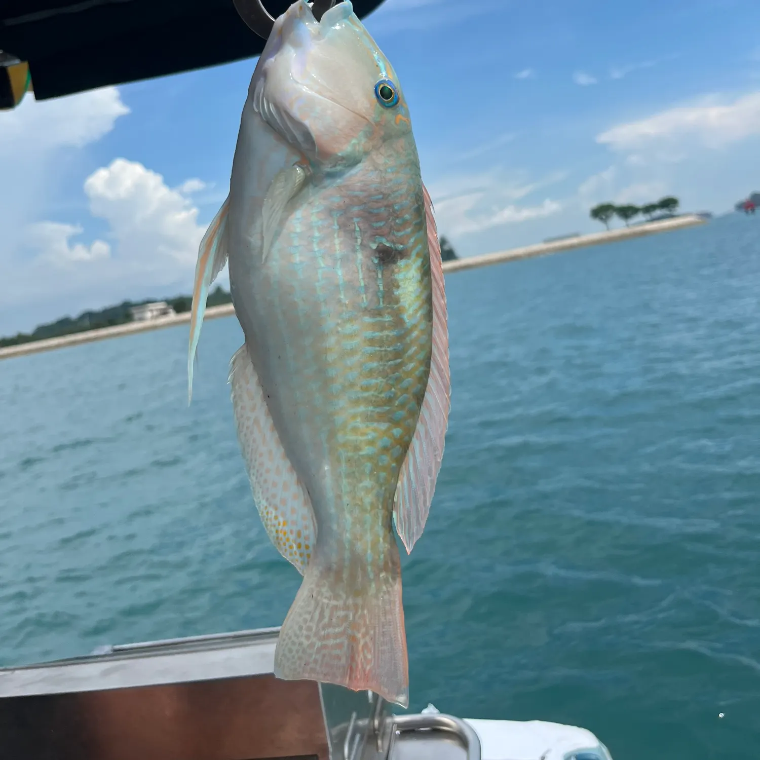 The most recent Blackspot tuskfish catches on Fishbrain
