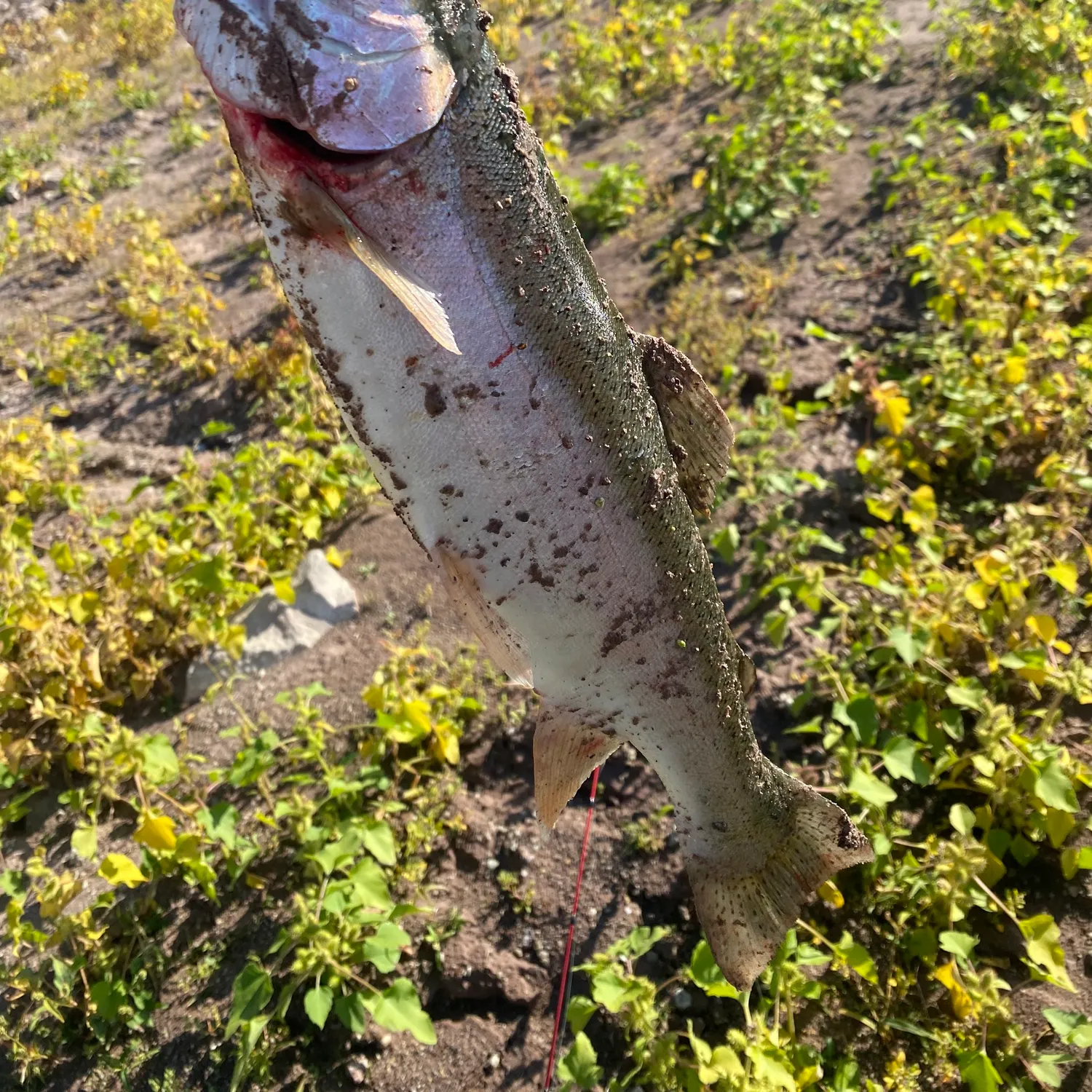 Rainbow trout caught on Fishbrain