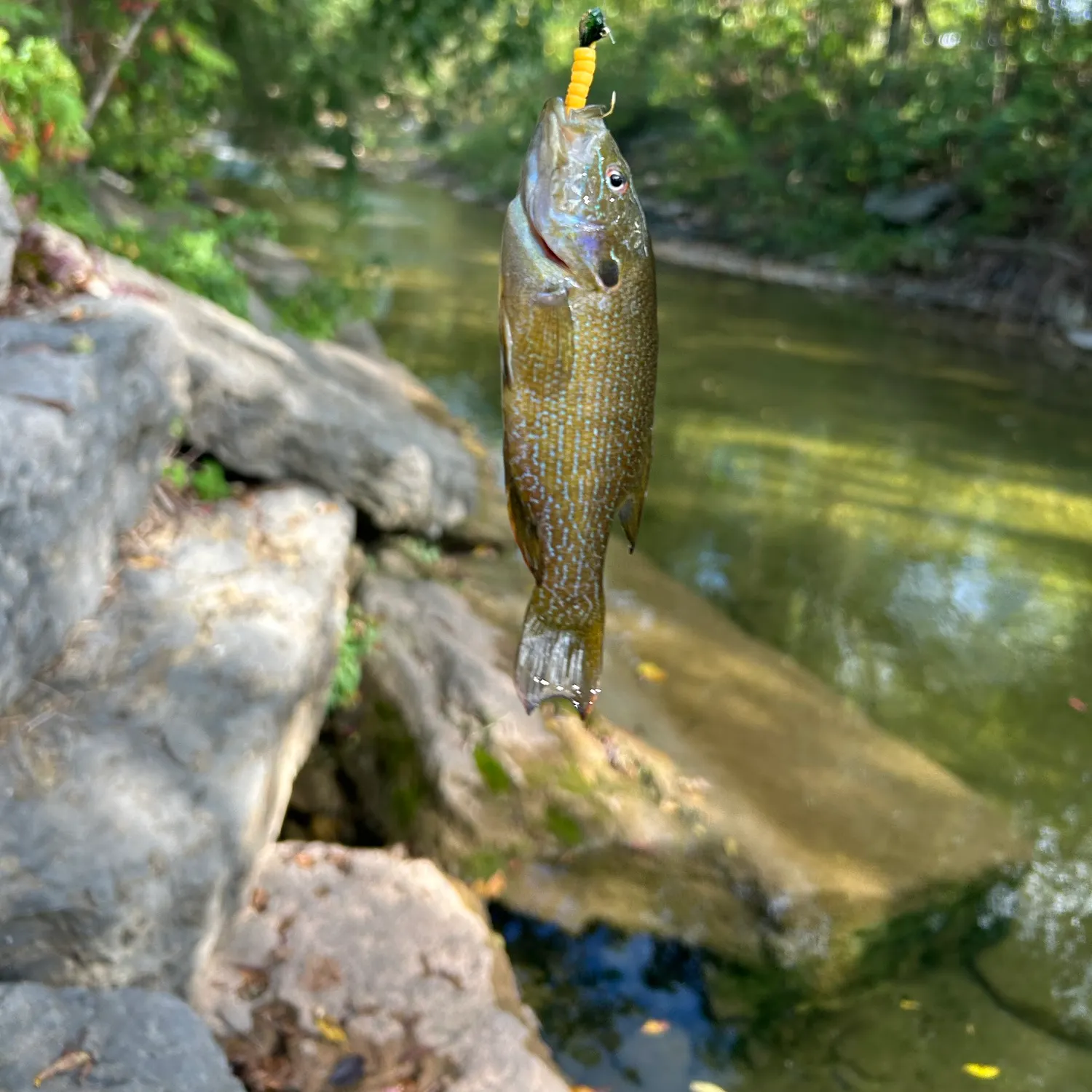 Green sunfish caught on Fishbrain