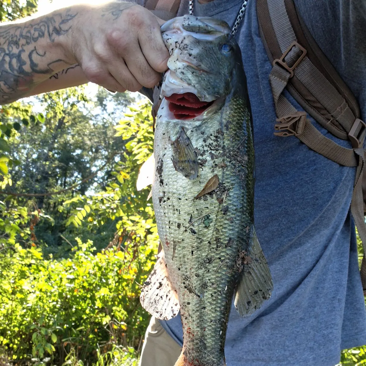 Fish caught on Fishbrain