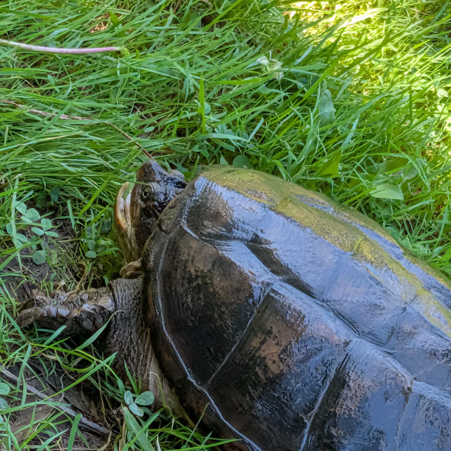 Common snapping turtle caught on Fishbrain
