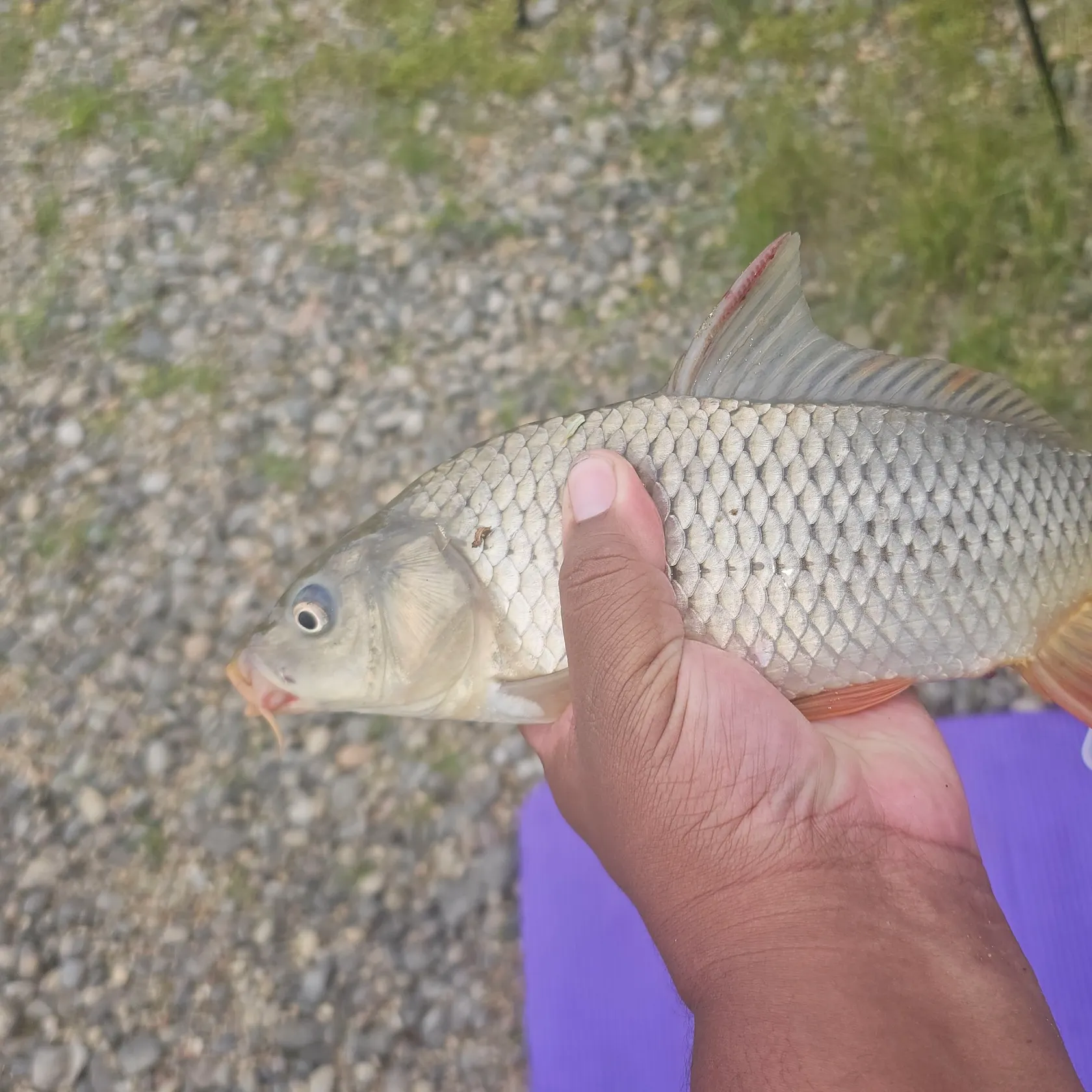Common carp caught on Fishbrain
