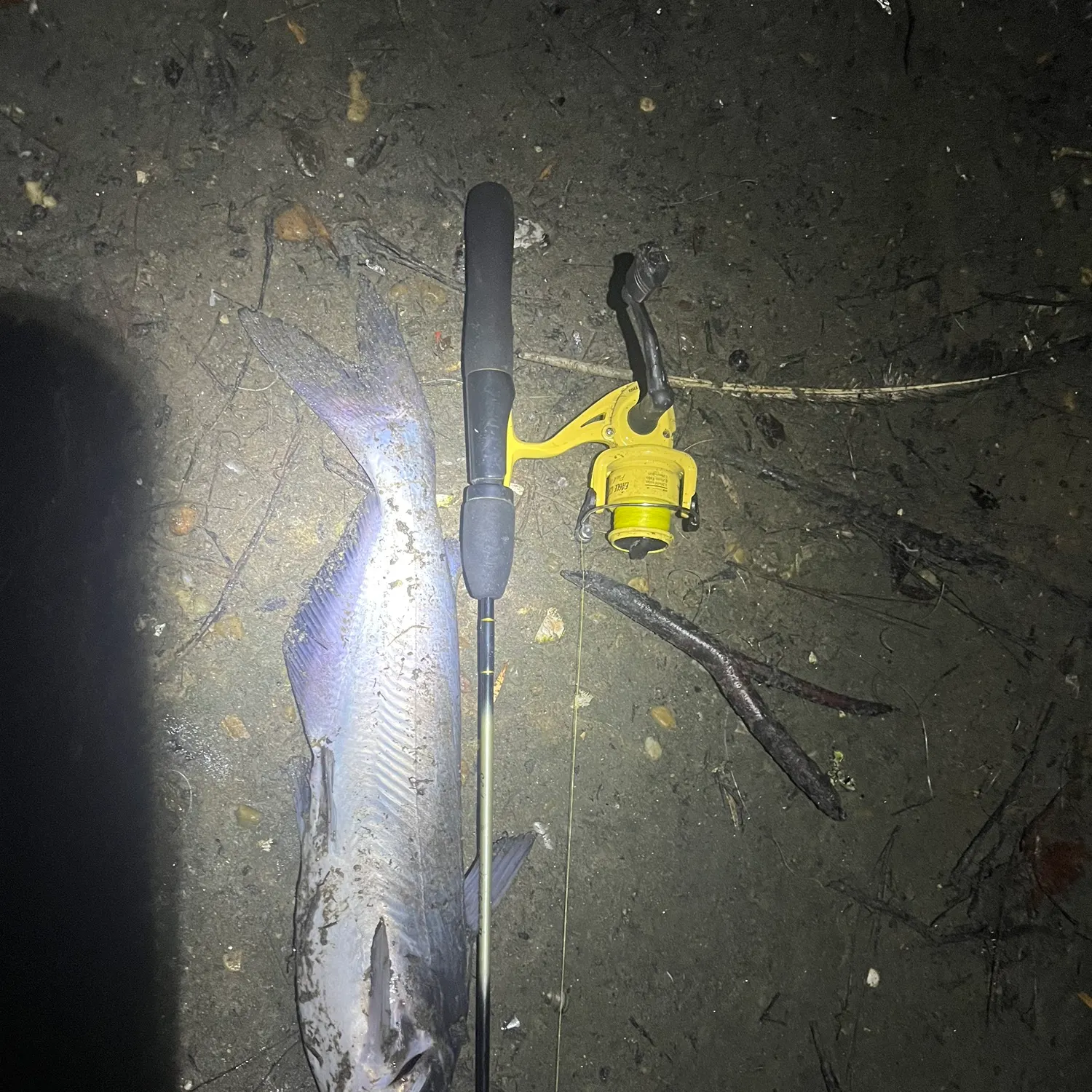 Blue catfish caught on Fishbrain