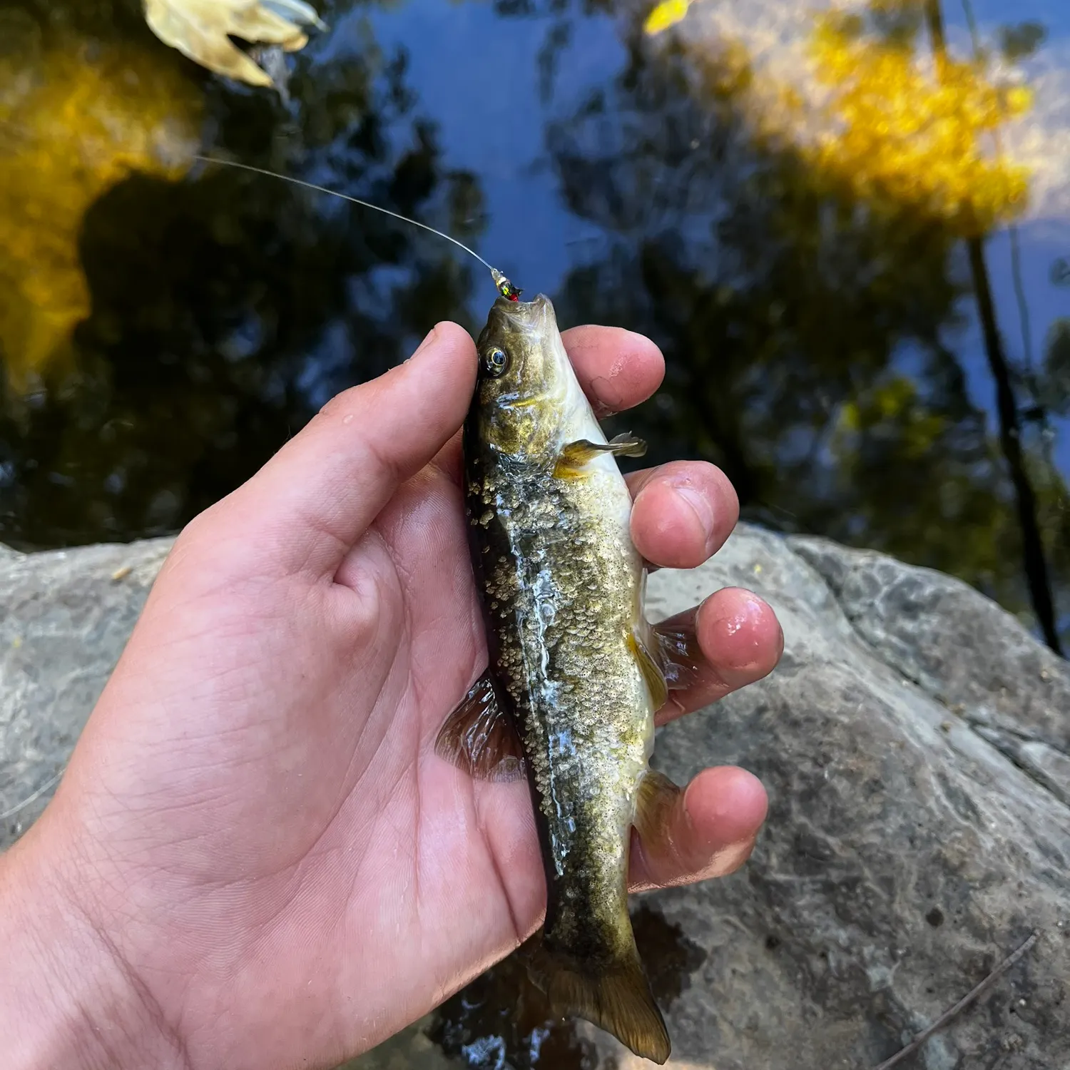 The most recent Arroyo chub catches on Fishbrain