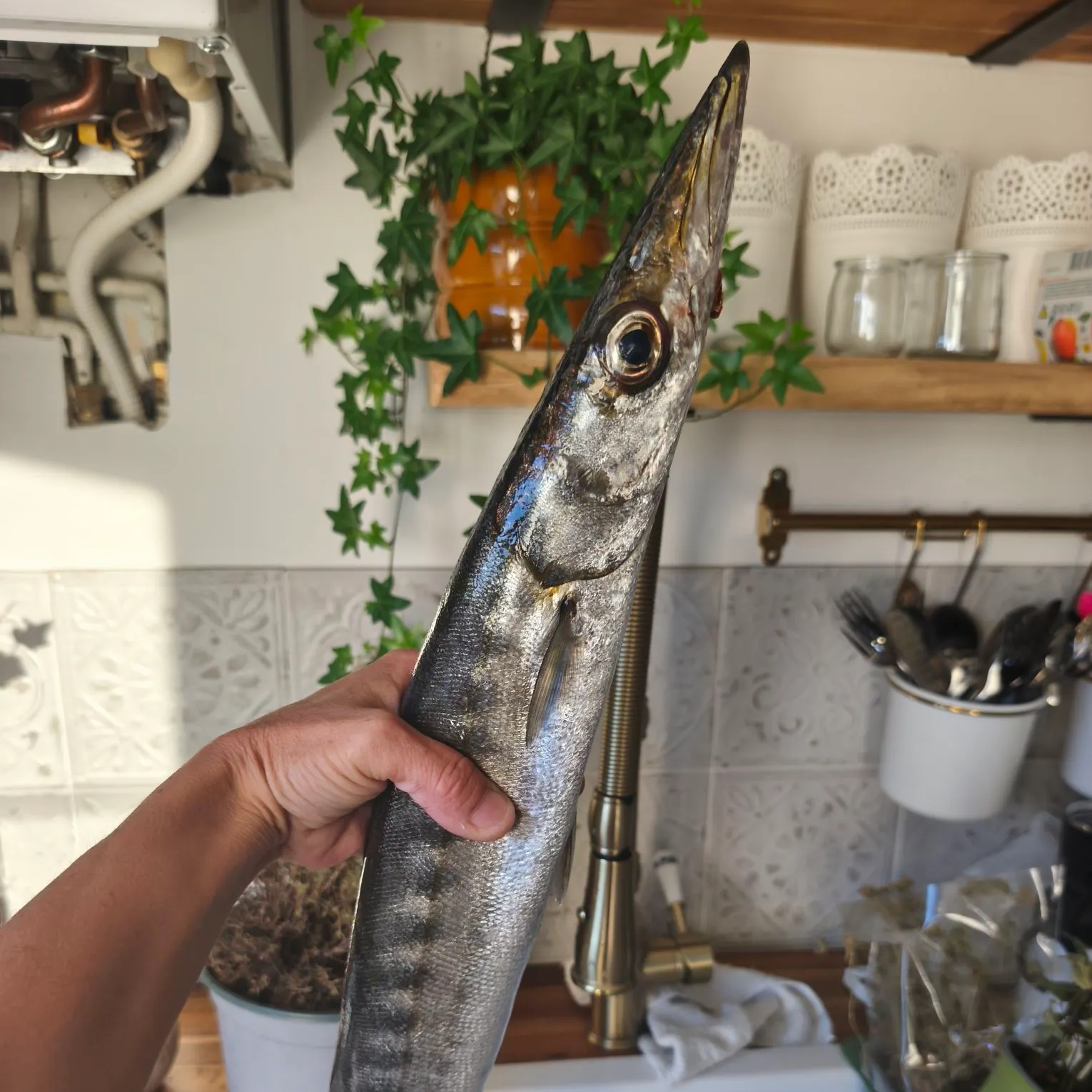 The most recent Pickhandle barracuda catches on Fishbrain
