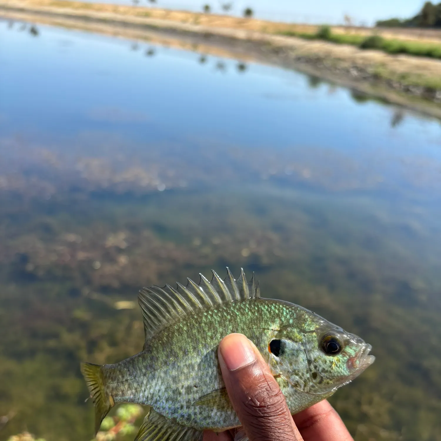 Redear sunfish caught on Fishbrain