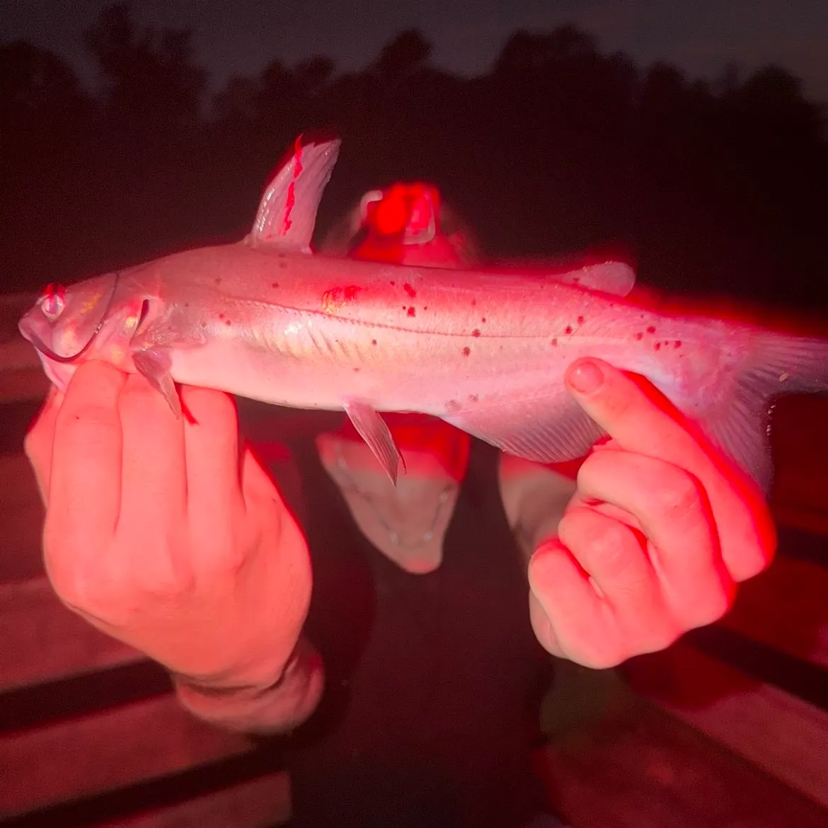 Channel catfish caught on Fishbrain
