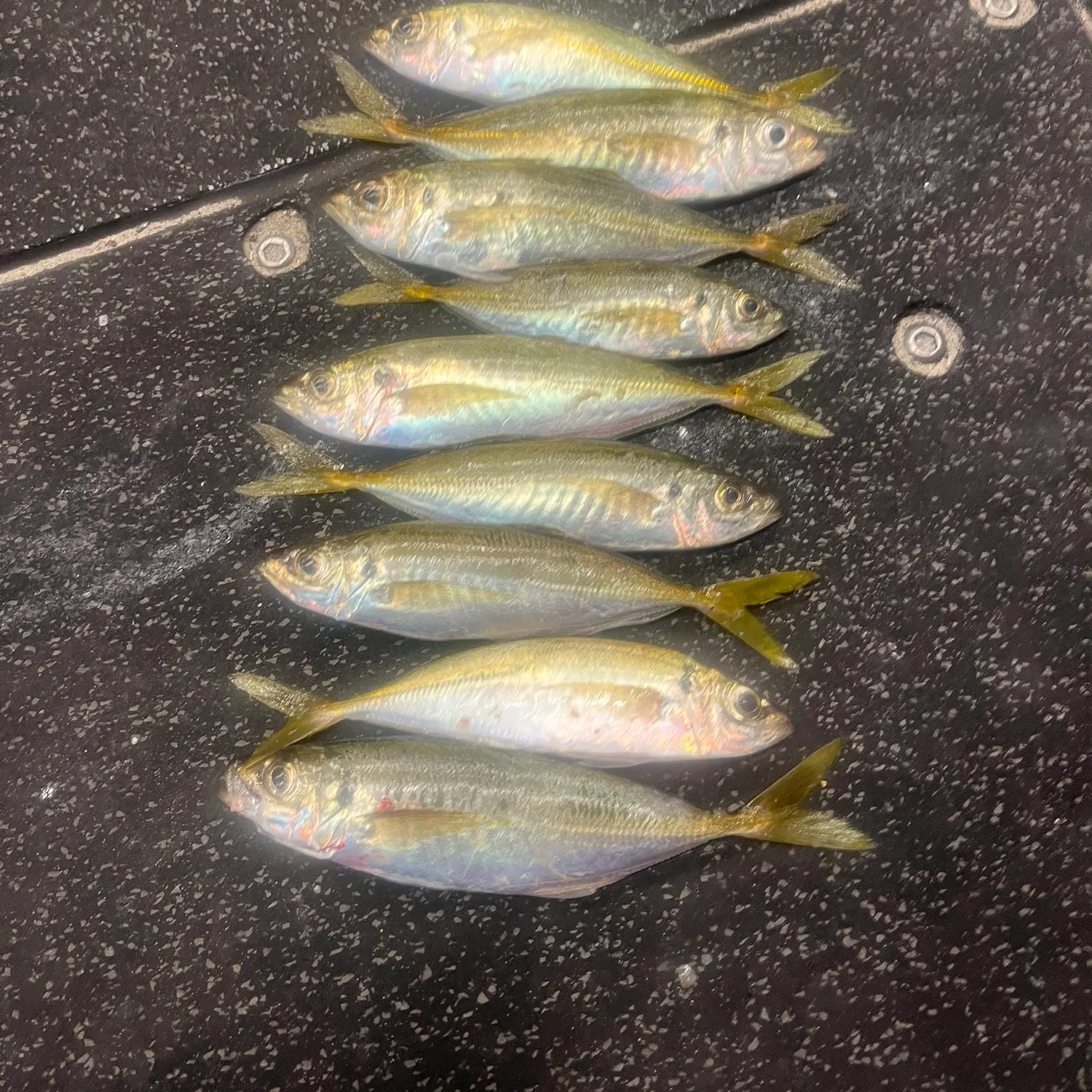 The most recent Yellowtail scad catches on Fishbrain