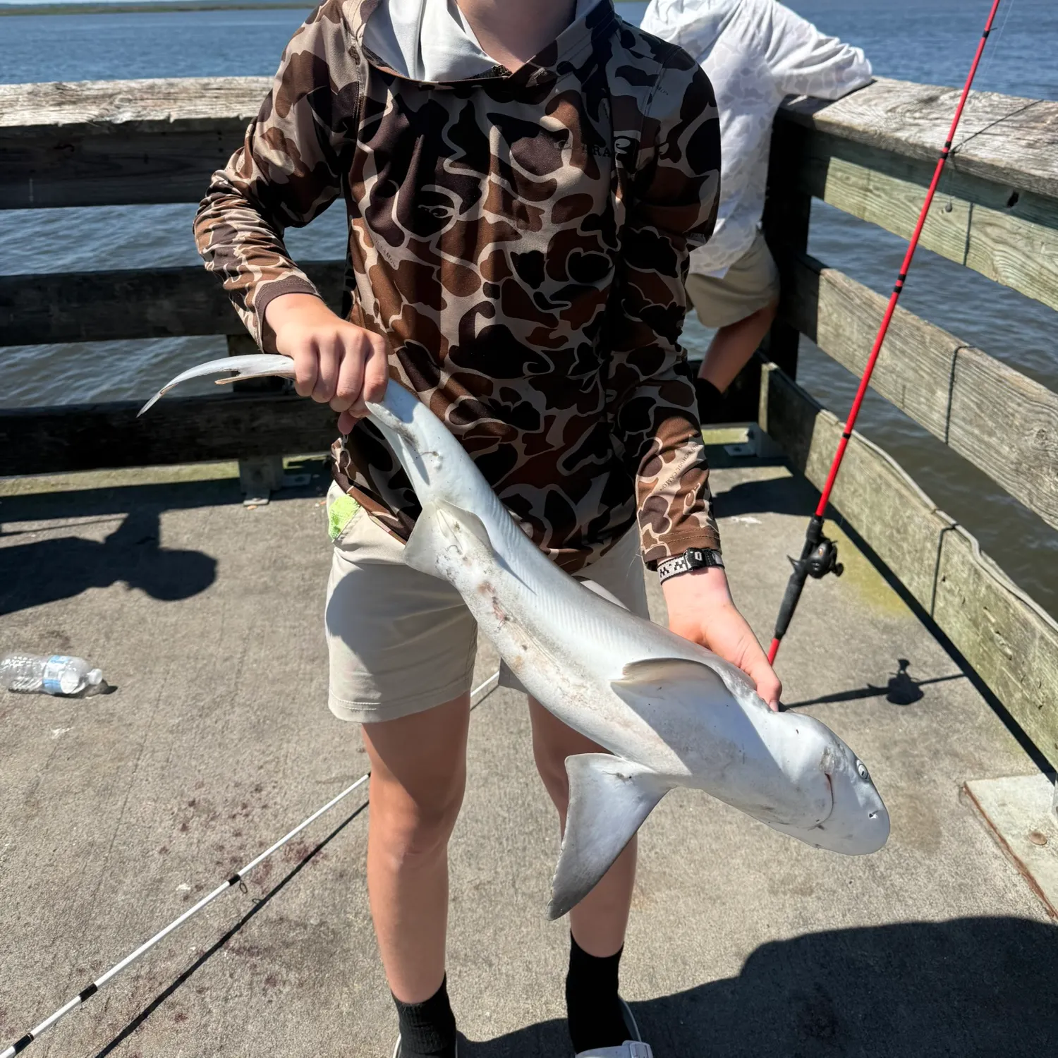 The most recent Sandbar shark catches on Fishbrain