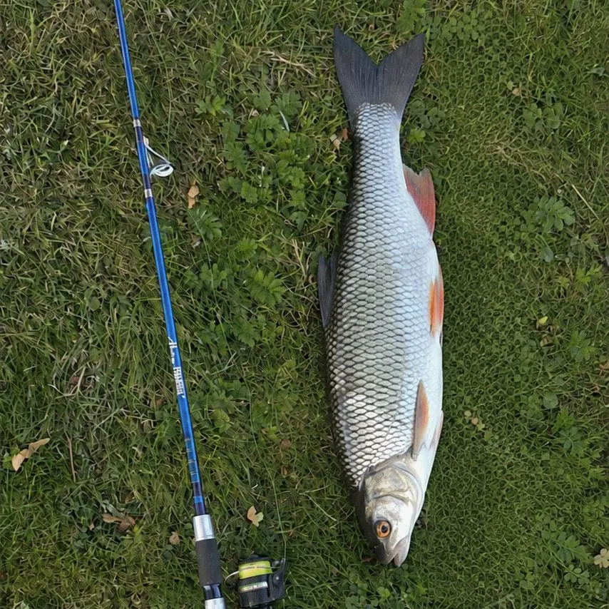 Fish caught on Fishbrain