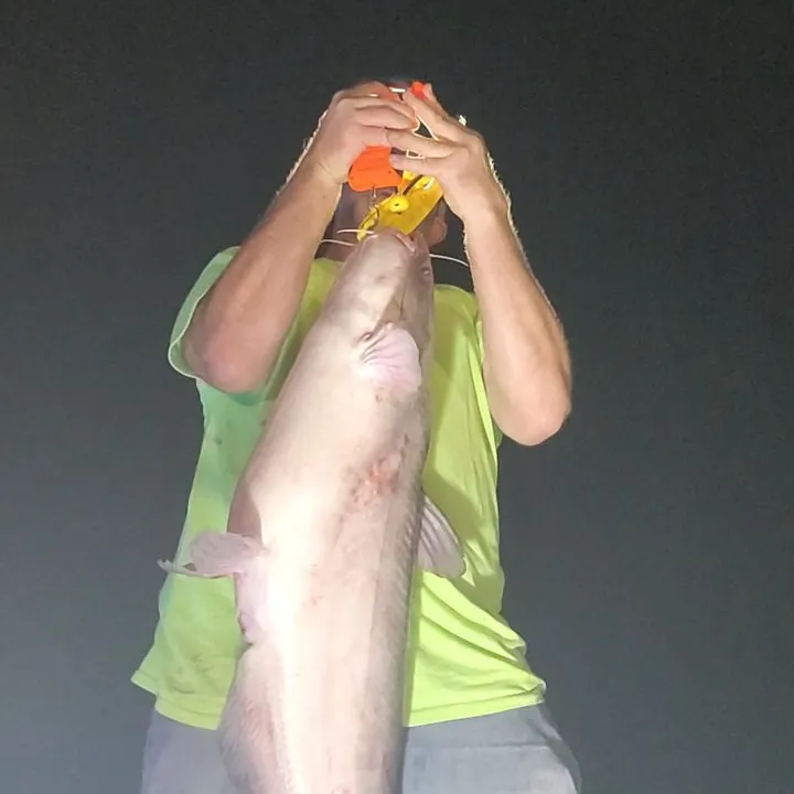 Blue catfish caught on Fishbrain