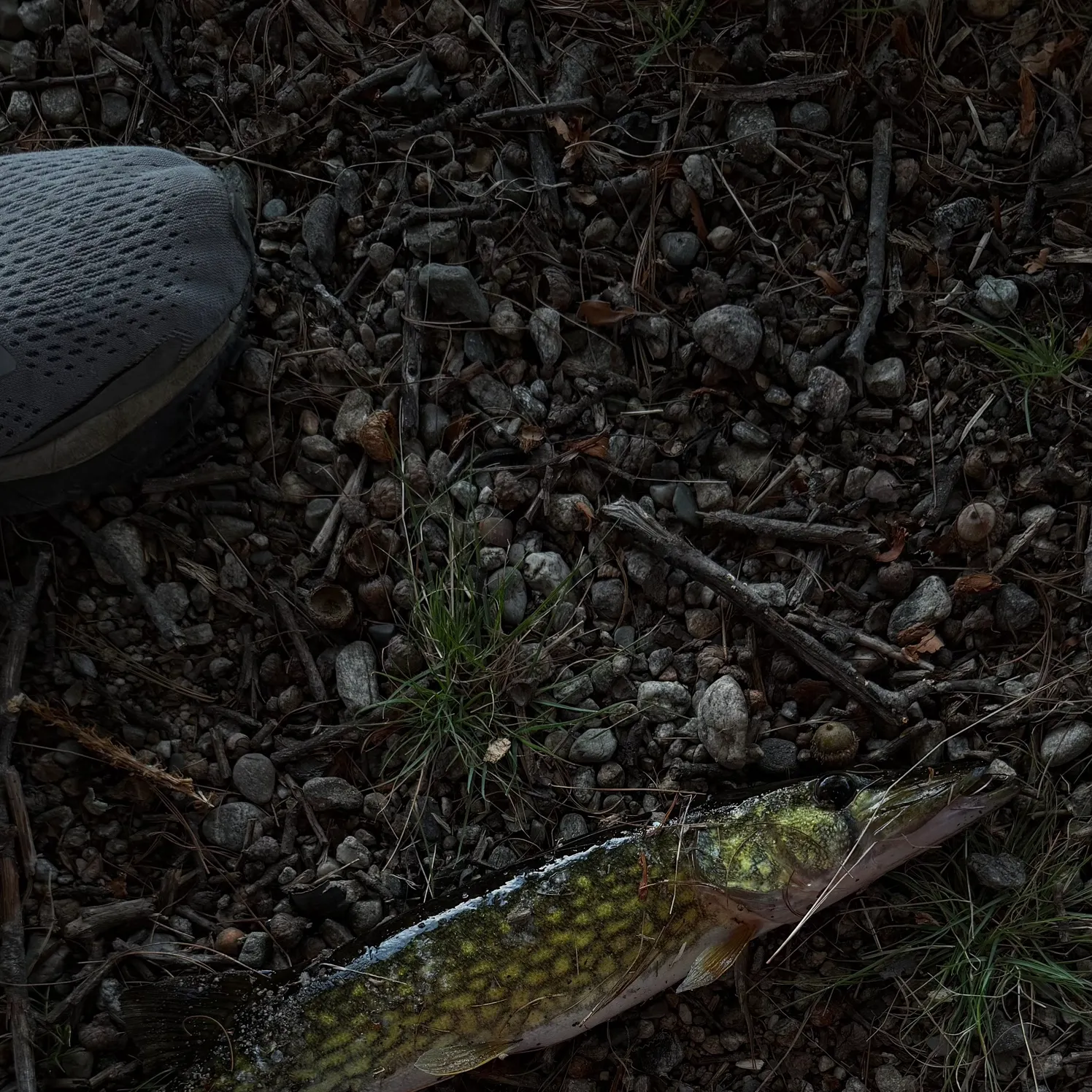 Chain pickerel caught on Fishbrain