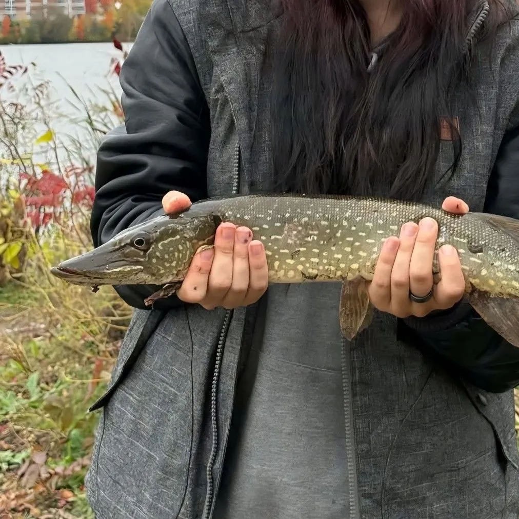 Northern pike caught on Fishbrain