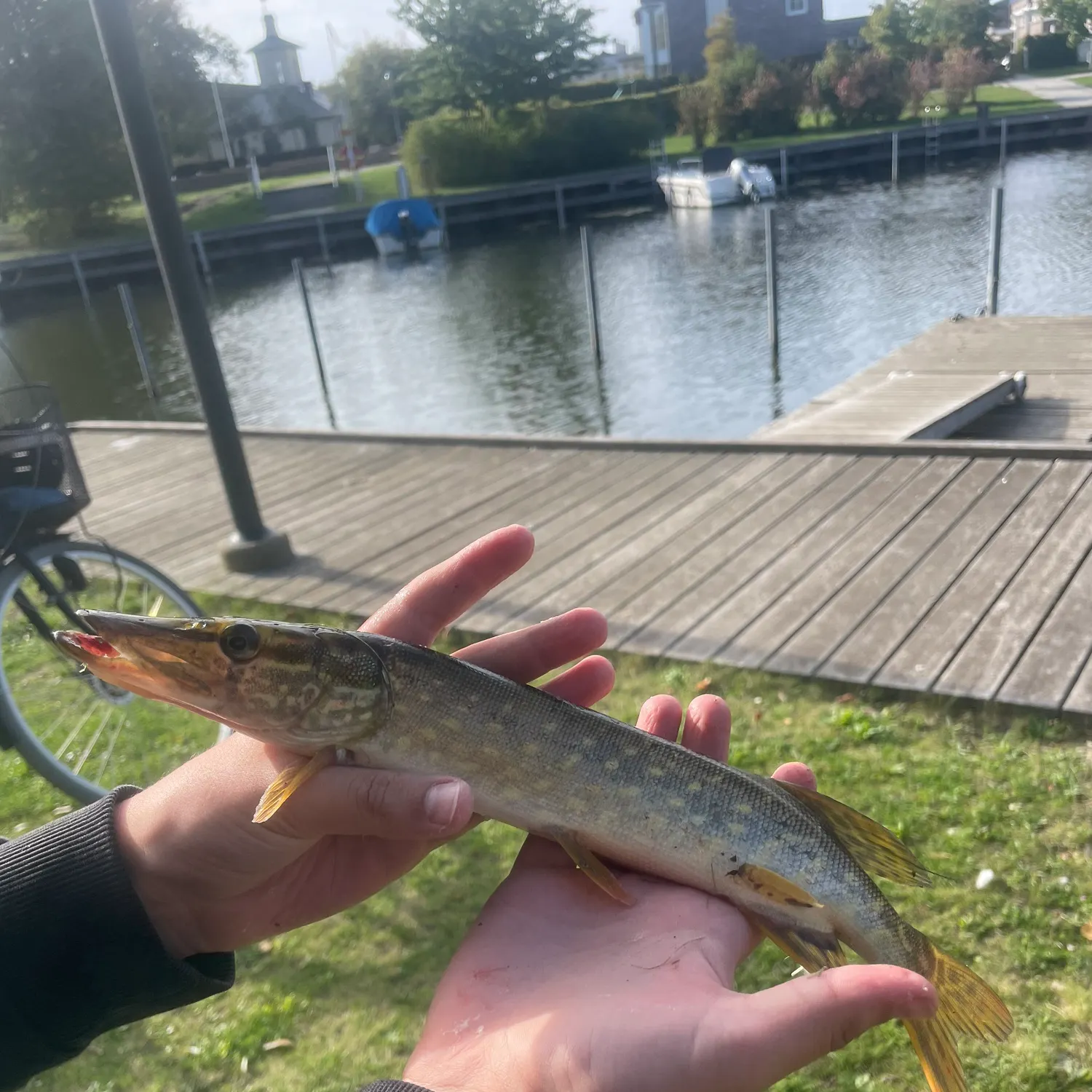Northern pike caught on Fishbrain