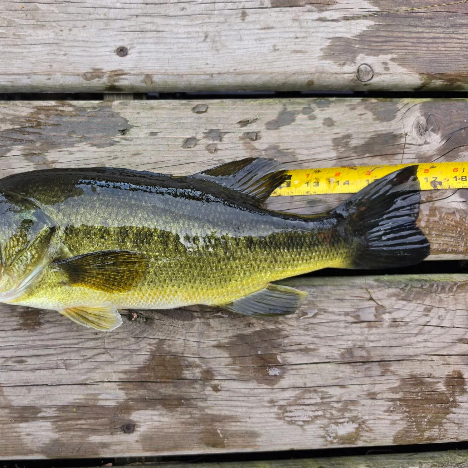 Largemouth bass caught on Fishbrain