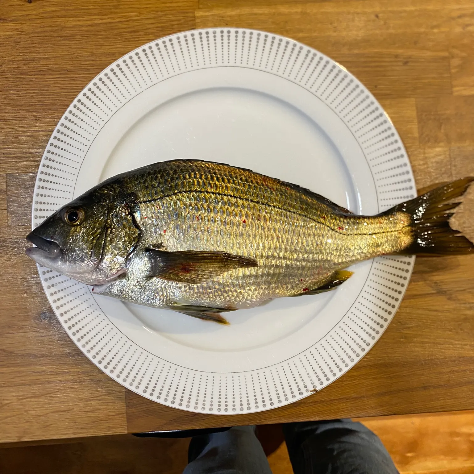 The most recent Southern black bream catches on Fishbrain